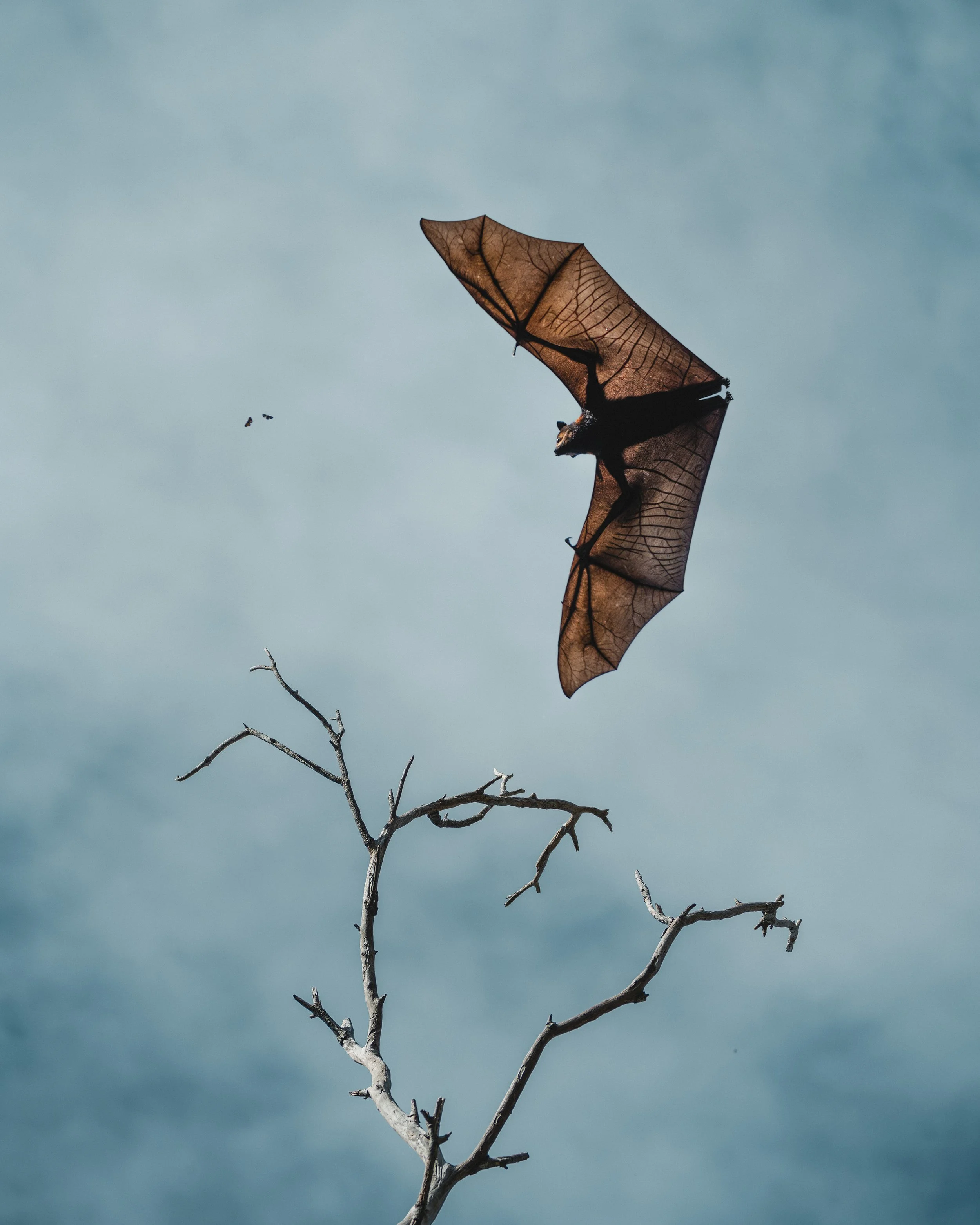 Hervey_Bay_18.08.23_Kate_Newman_Australian_Wildlife_Photography00285.JPG