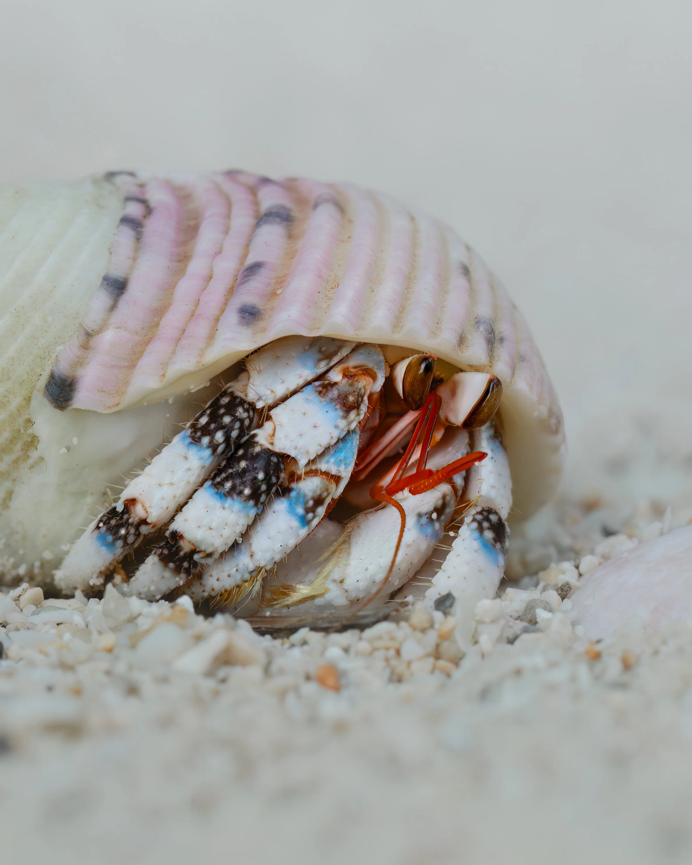 Hermit Crab ⏤ Rarotonga, Cook Islands