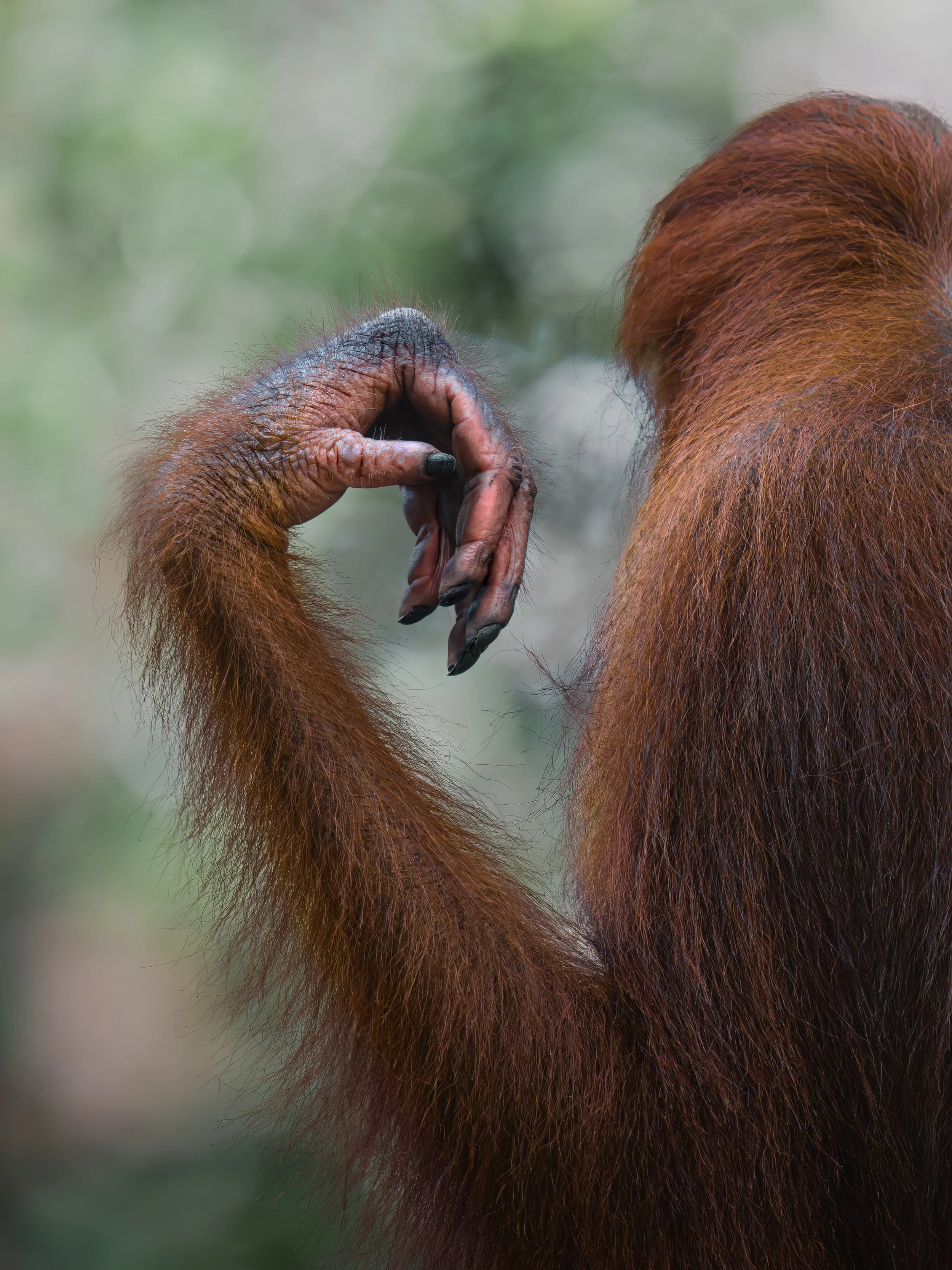Orangutan hand curled over