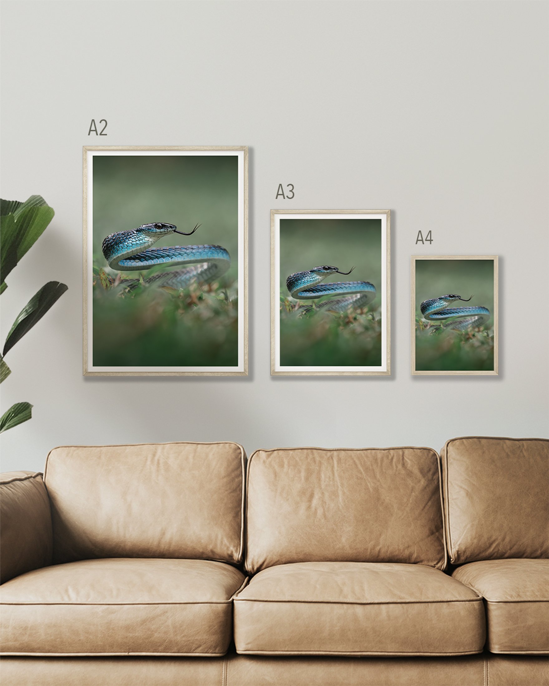 BlueMorph_TreeSnake_Wildlife_Photography_Print_Interior_Mockup.jpg