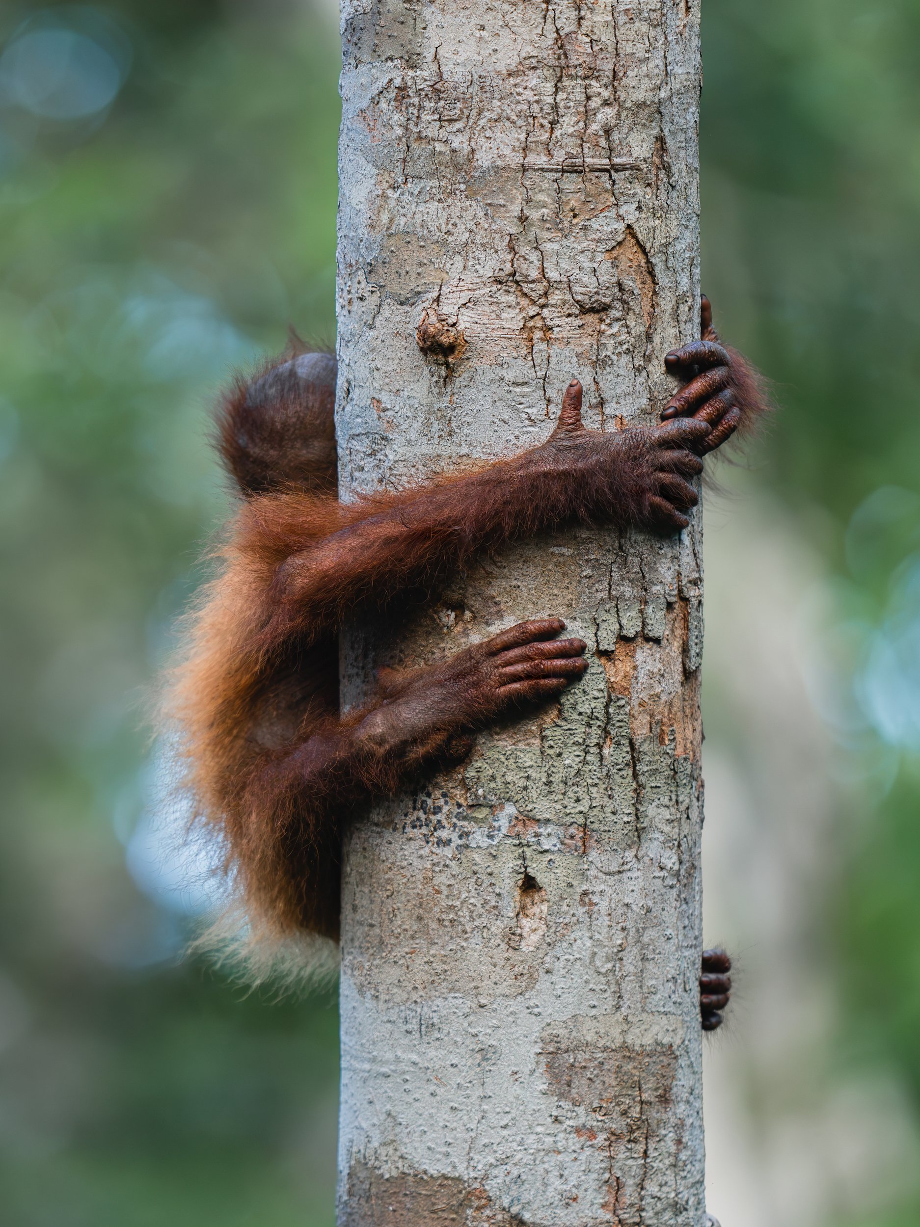 Orangutan_TanjungPuting_29.06.26_KateNewman_Australian_Wildlife_Photographer_00925.jpg