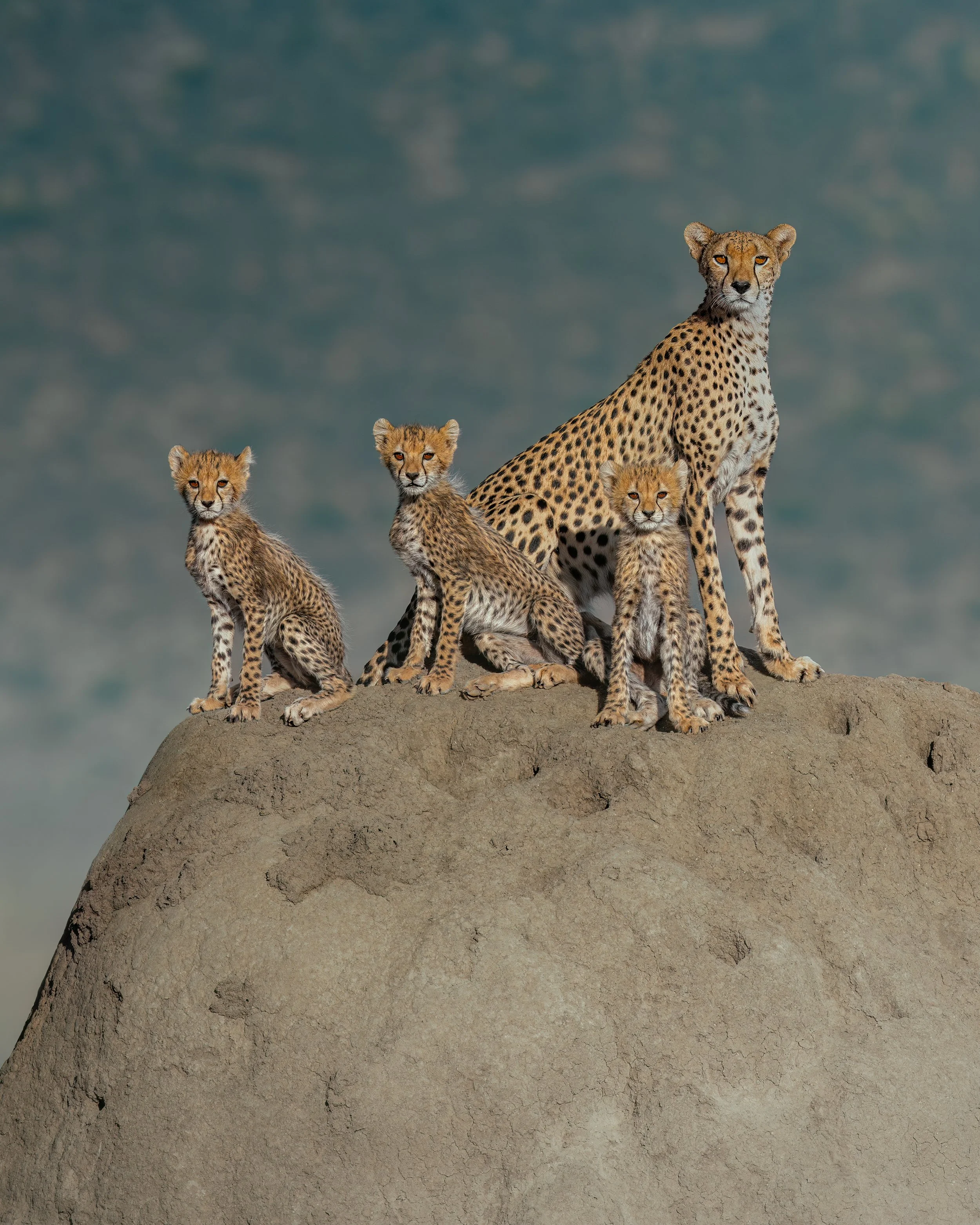 Mother cheetah with 3 cubs ⏤ Samburu National Reserve