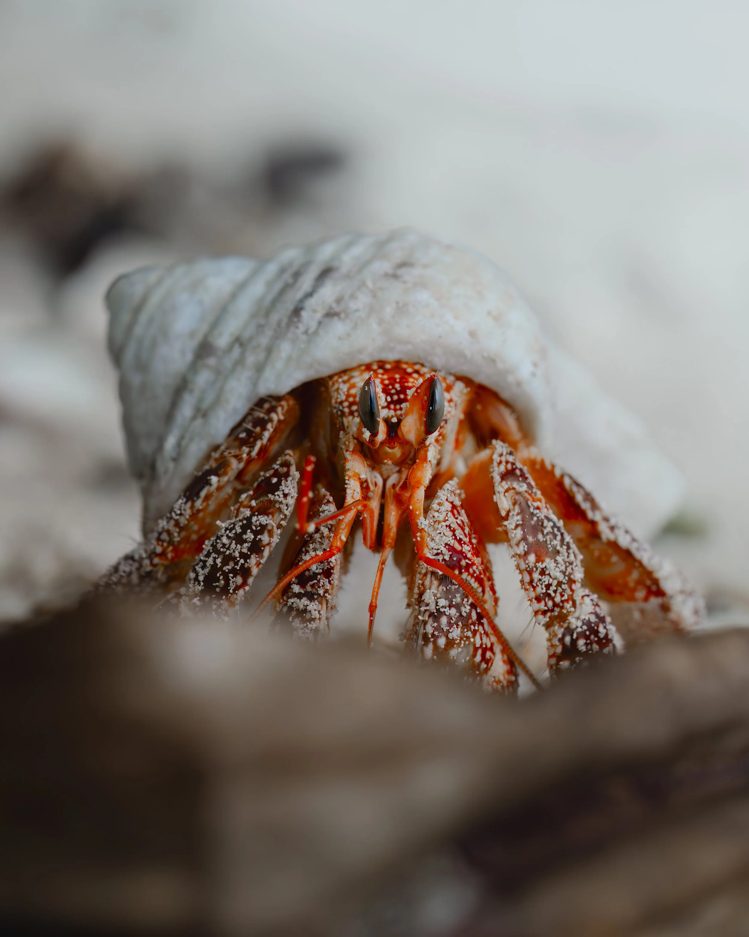 Red Hermit Land Crab ⏤ Aitutaki, Cook Islands