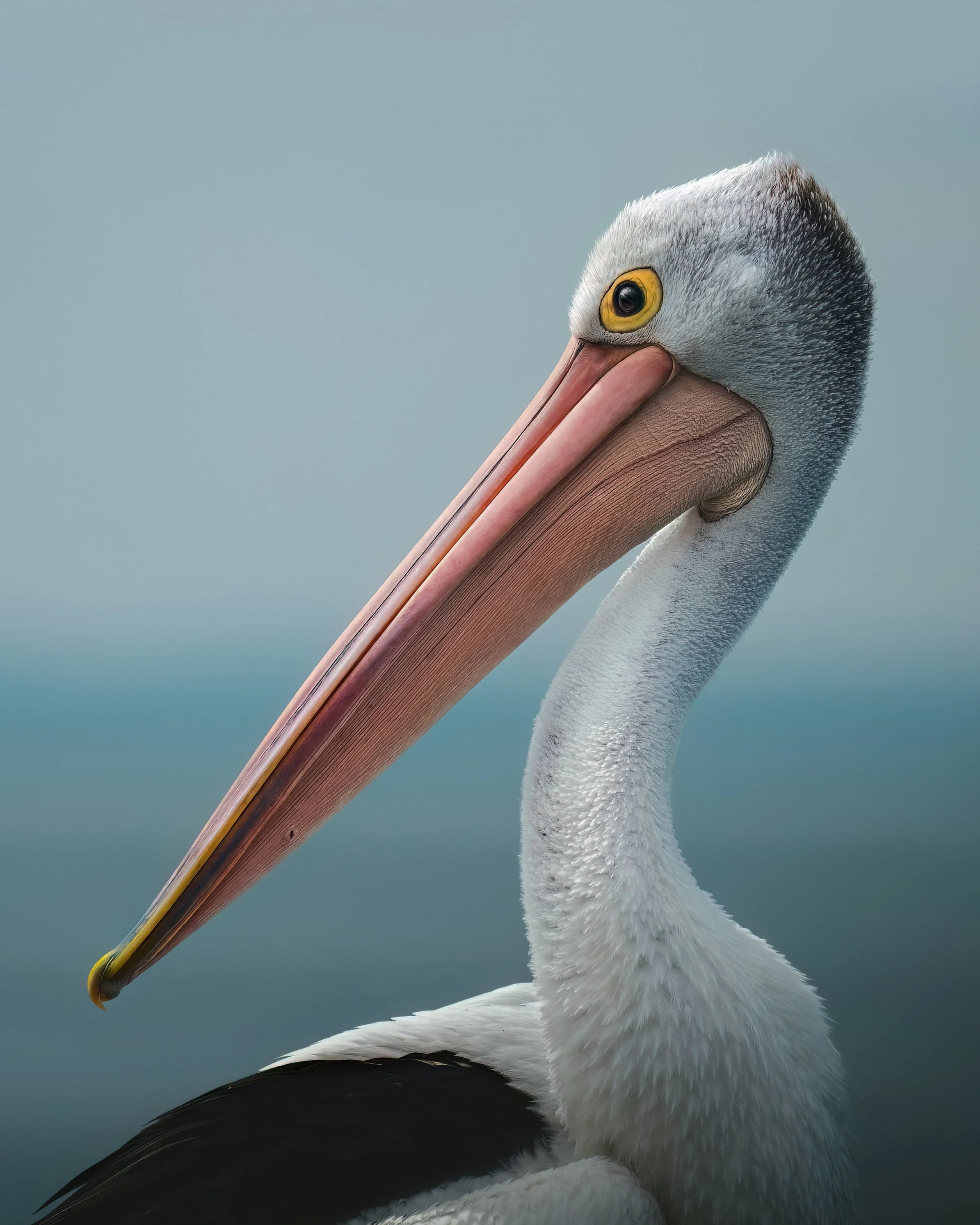 Pelican with huge pink bill and yellow around the eye, in front of the ocean