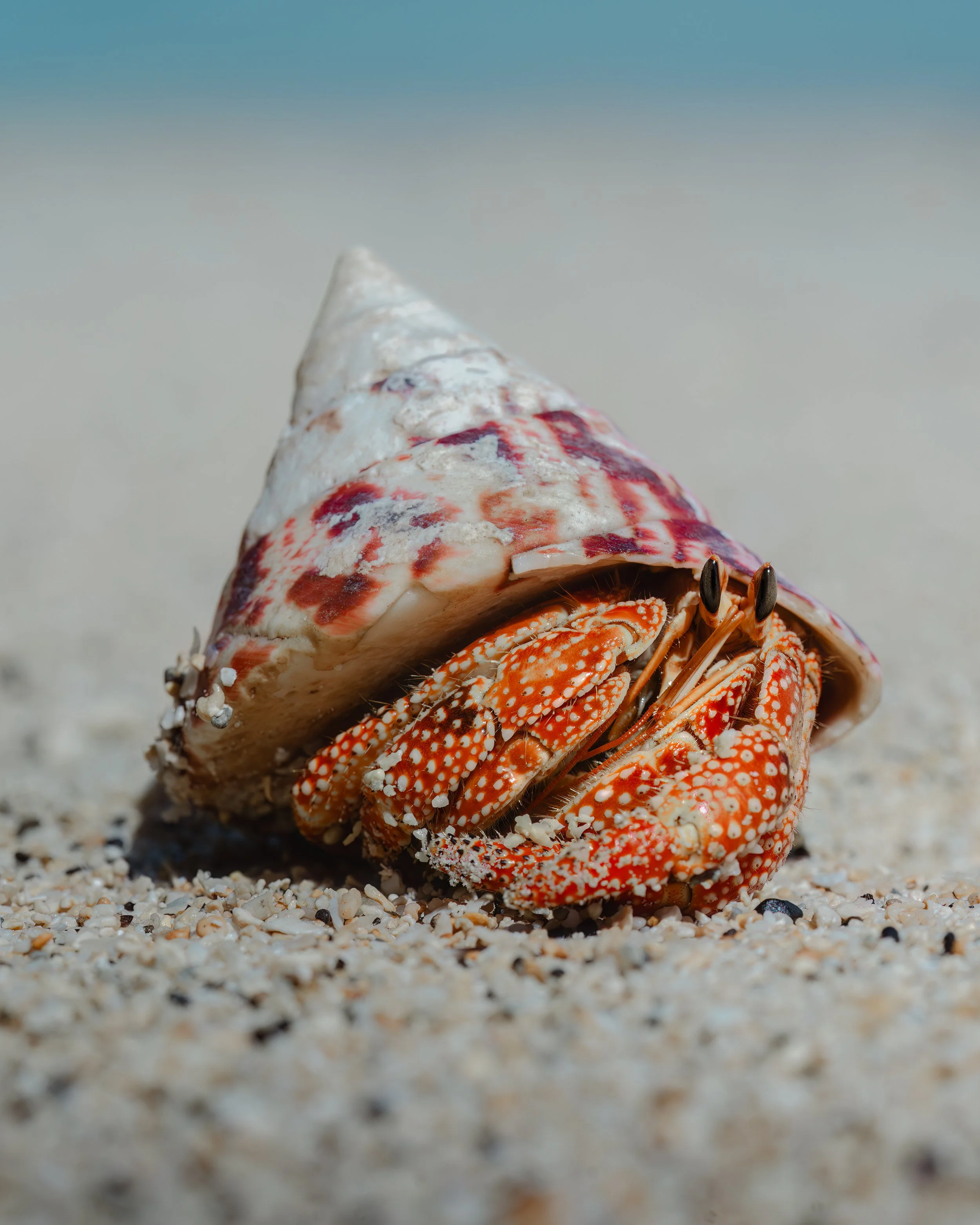 Red Hermit Land Crab ⏤ Aitutaki, Cook Islands