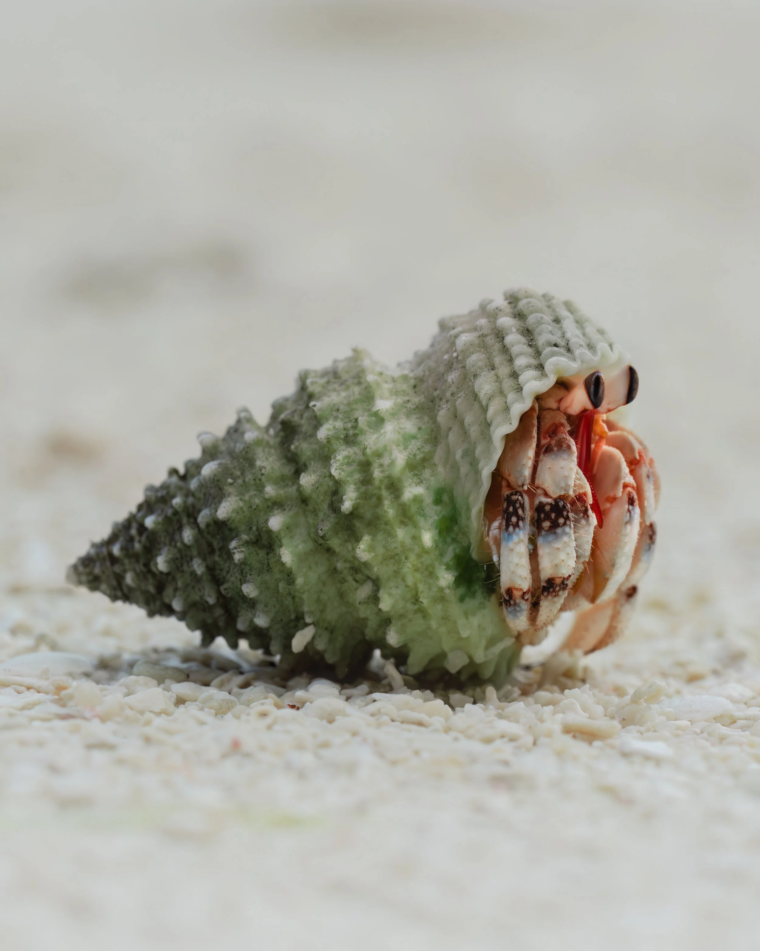 Hermit Crab ⏤ Rarotonga, Cook Islands
