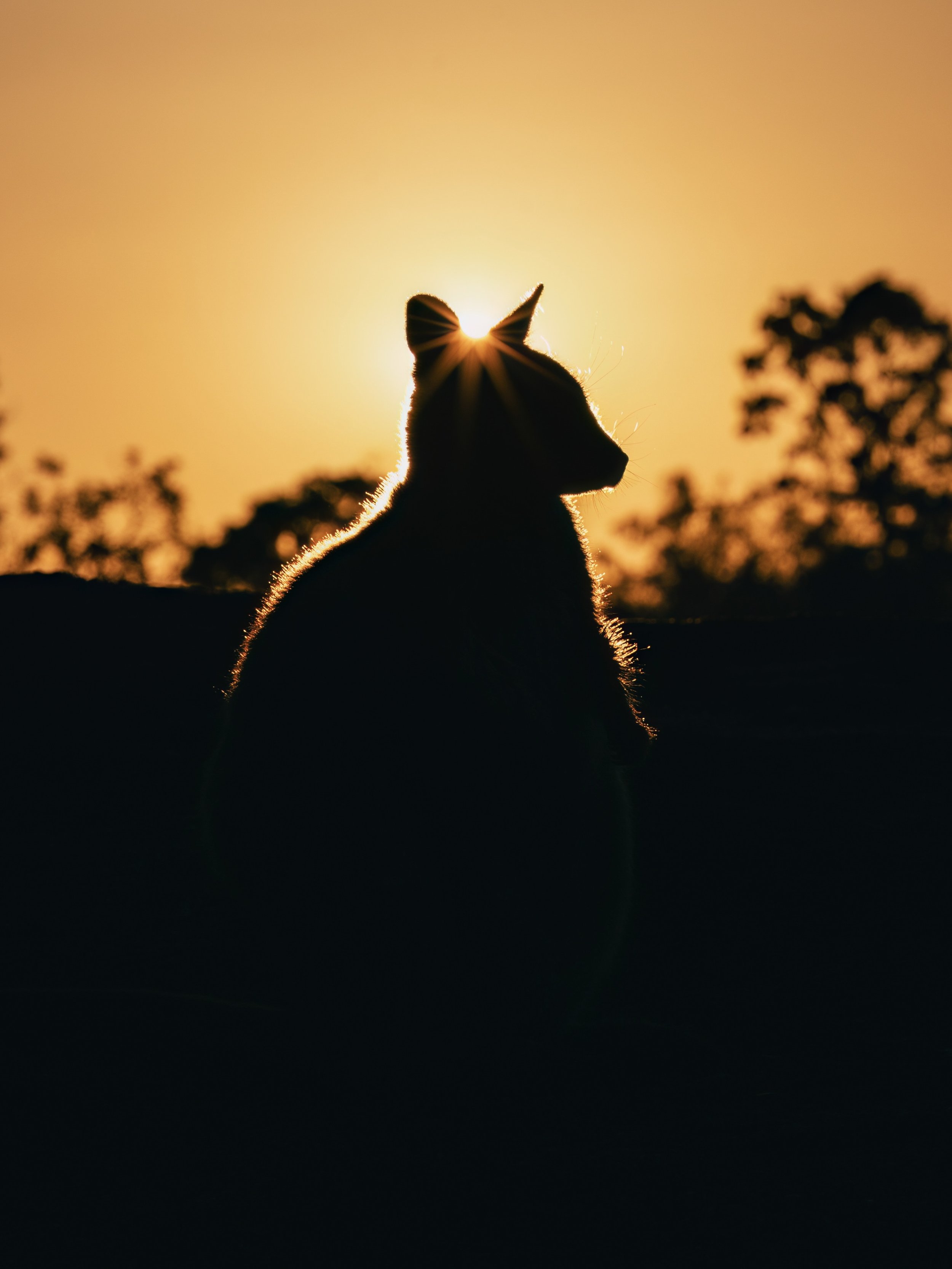 Mareeba_Rock_Wallabies_28.08.25_KateNewman_Australian_Wildlife_Photographer_00971.jpg