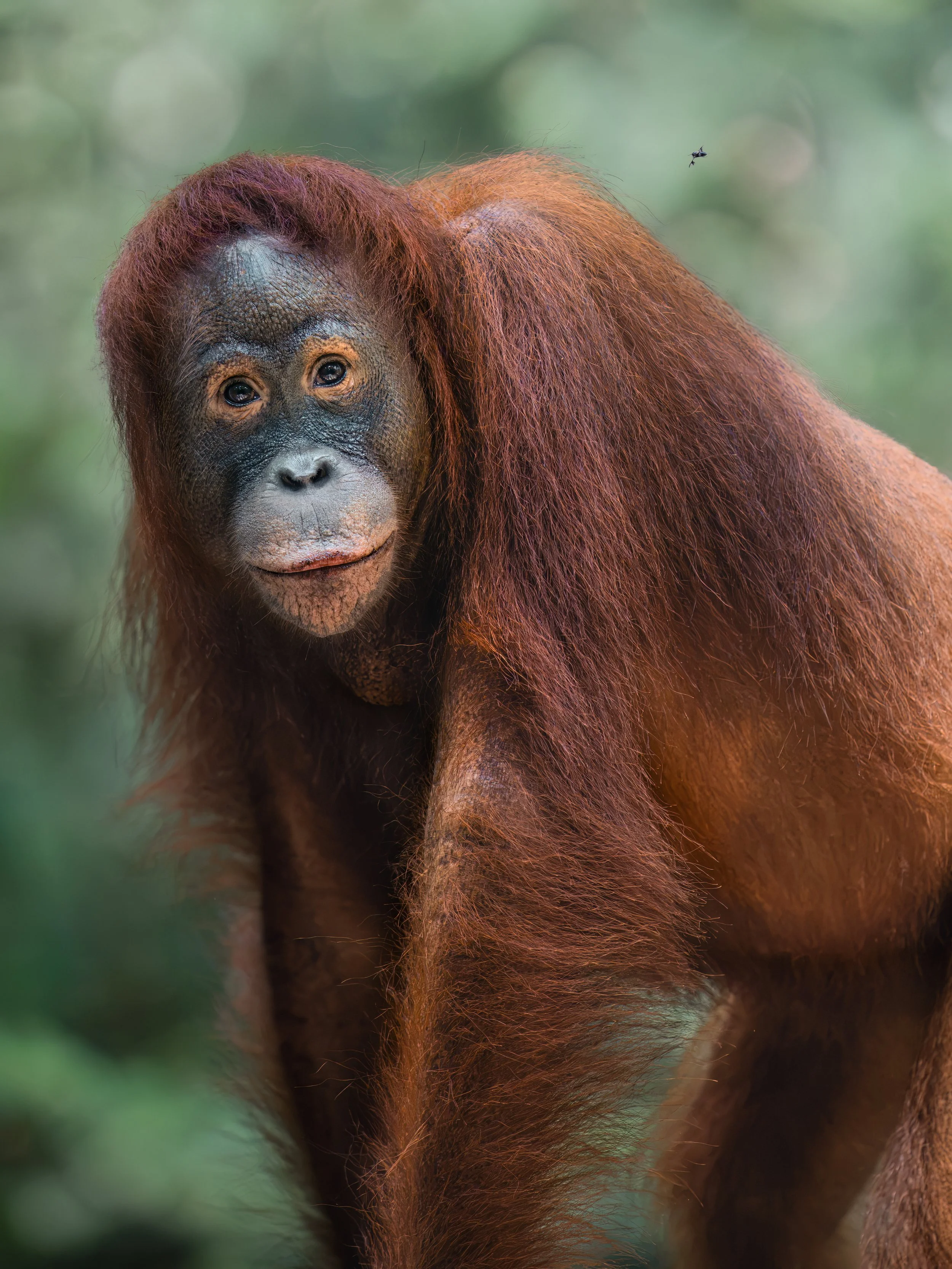 Female orangutan amongst the green of the jungle