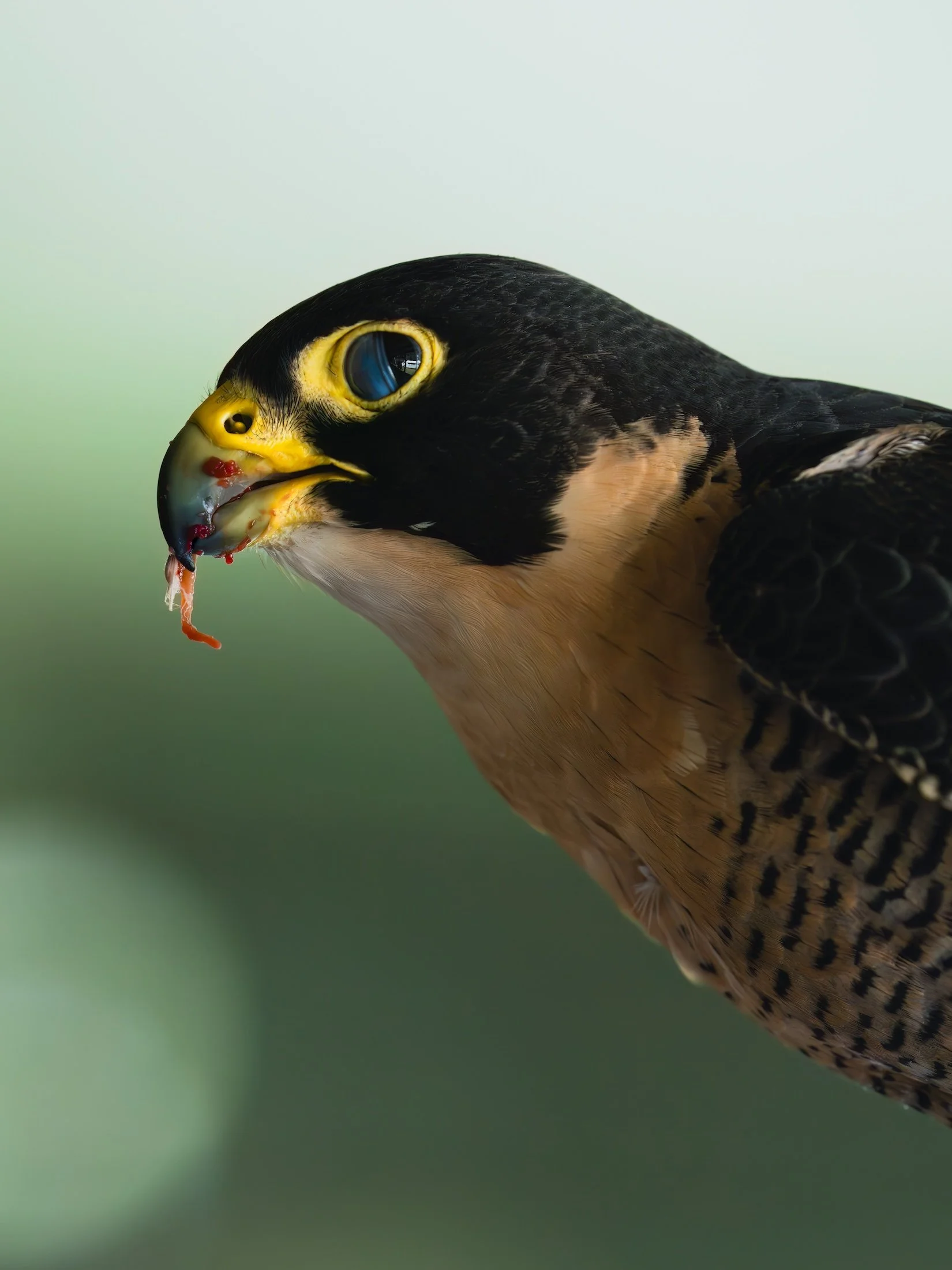 Peregrine falcon eating meat and showing its nictitating membrane