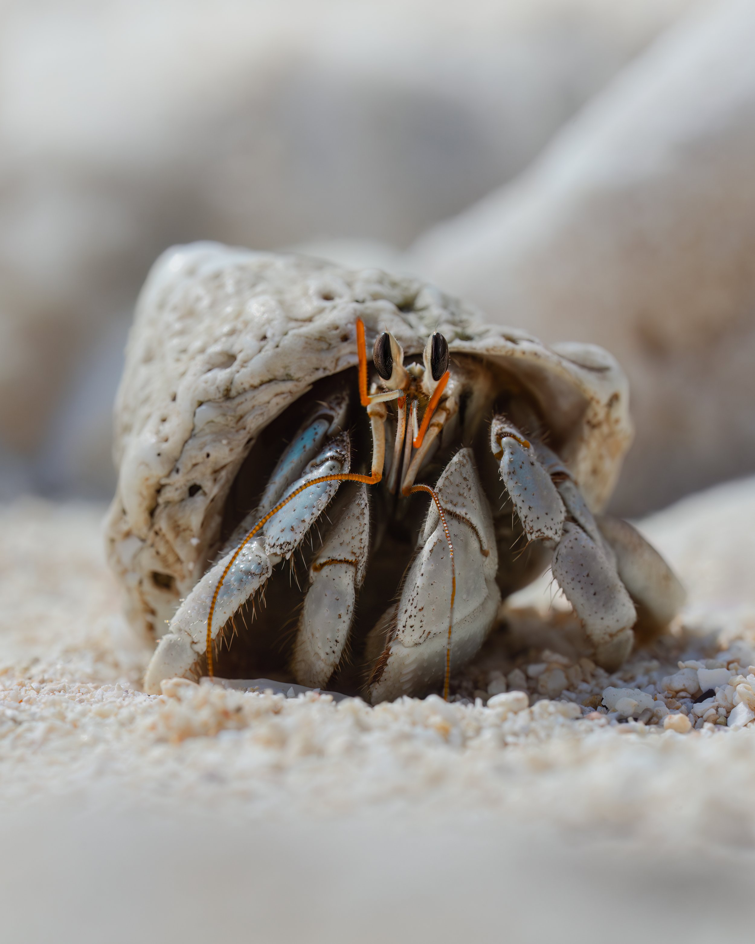 Hermit Crab ⏤ Rarotonga, Cook Islands