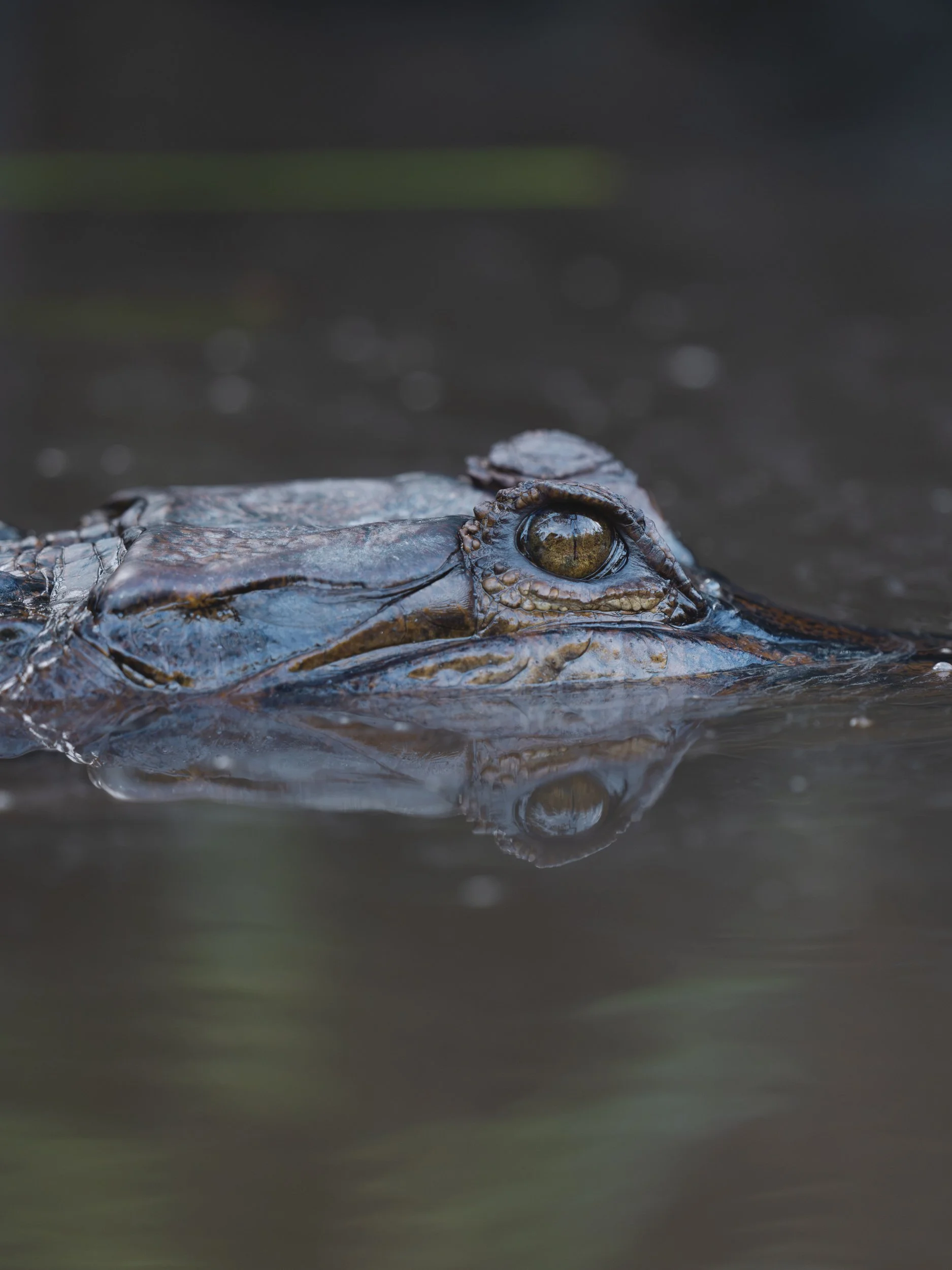 FreshwaterCrocodile_TanjungPuting_01.07.26_KateNewman_Australian_Wildlife_Photographer_00123.jpg