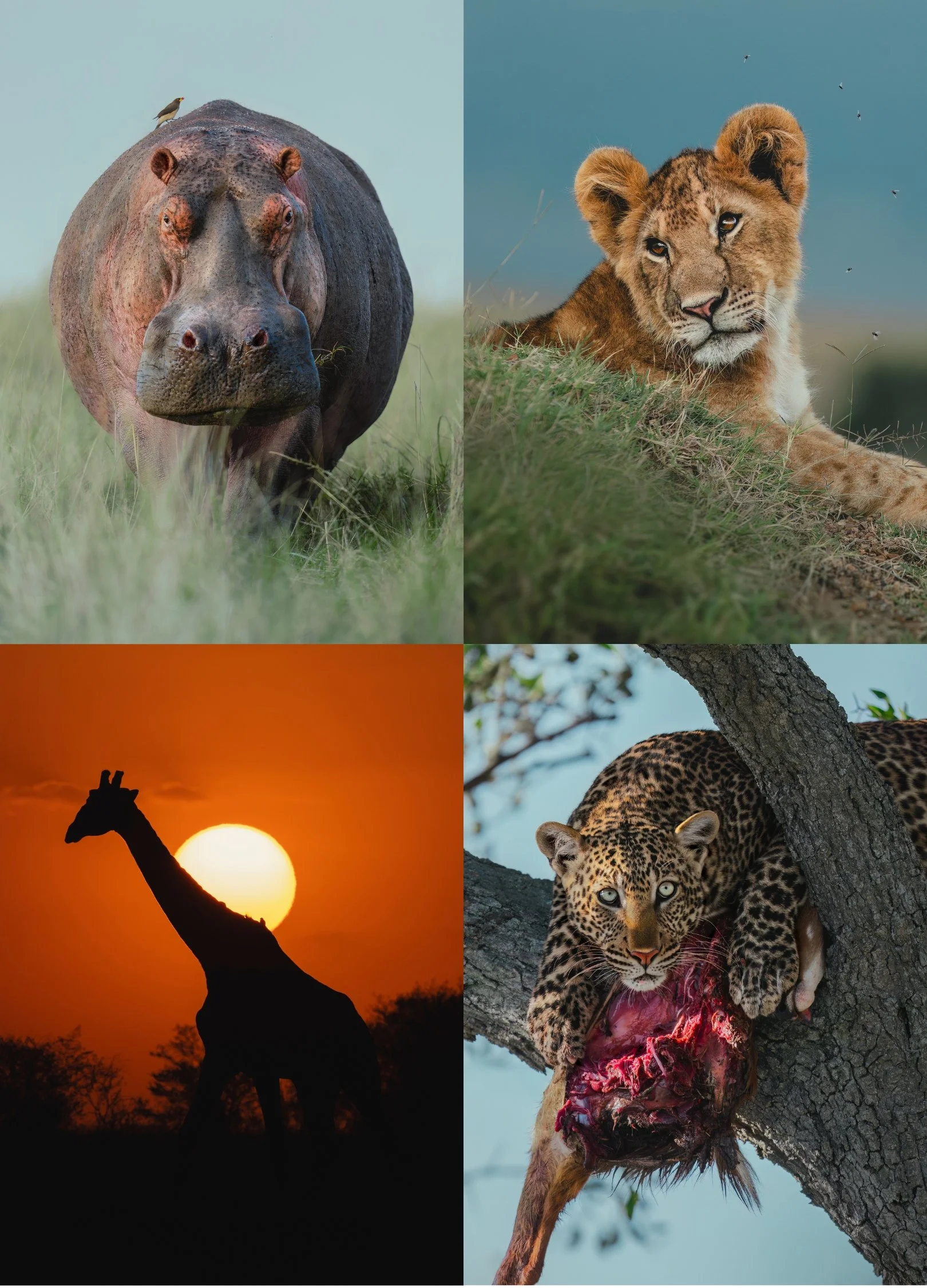 4 image in a grid: hippo out of water, lion cub, giraffe in front of sunset, and leopard in tree with kill