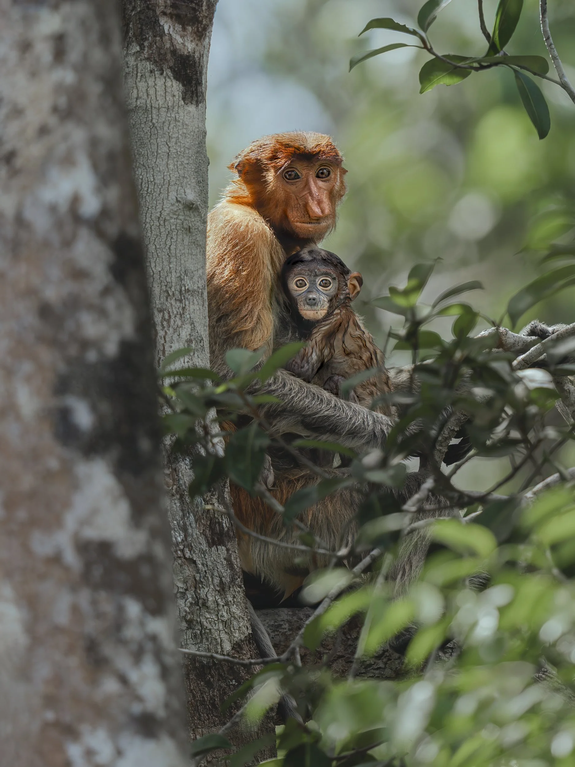 ProboscisMonkey_TanjungPuting_30.06.26_KateNewman_Australian_Wildlife_Photographer_00273-Edit-Edit-Edit.jpg