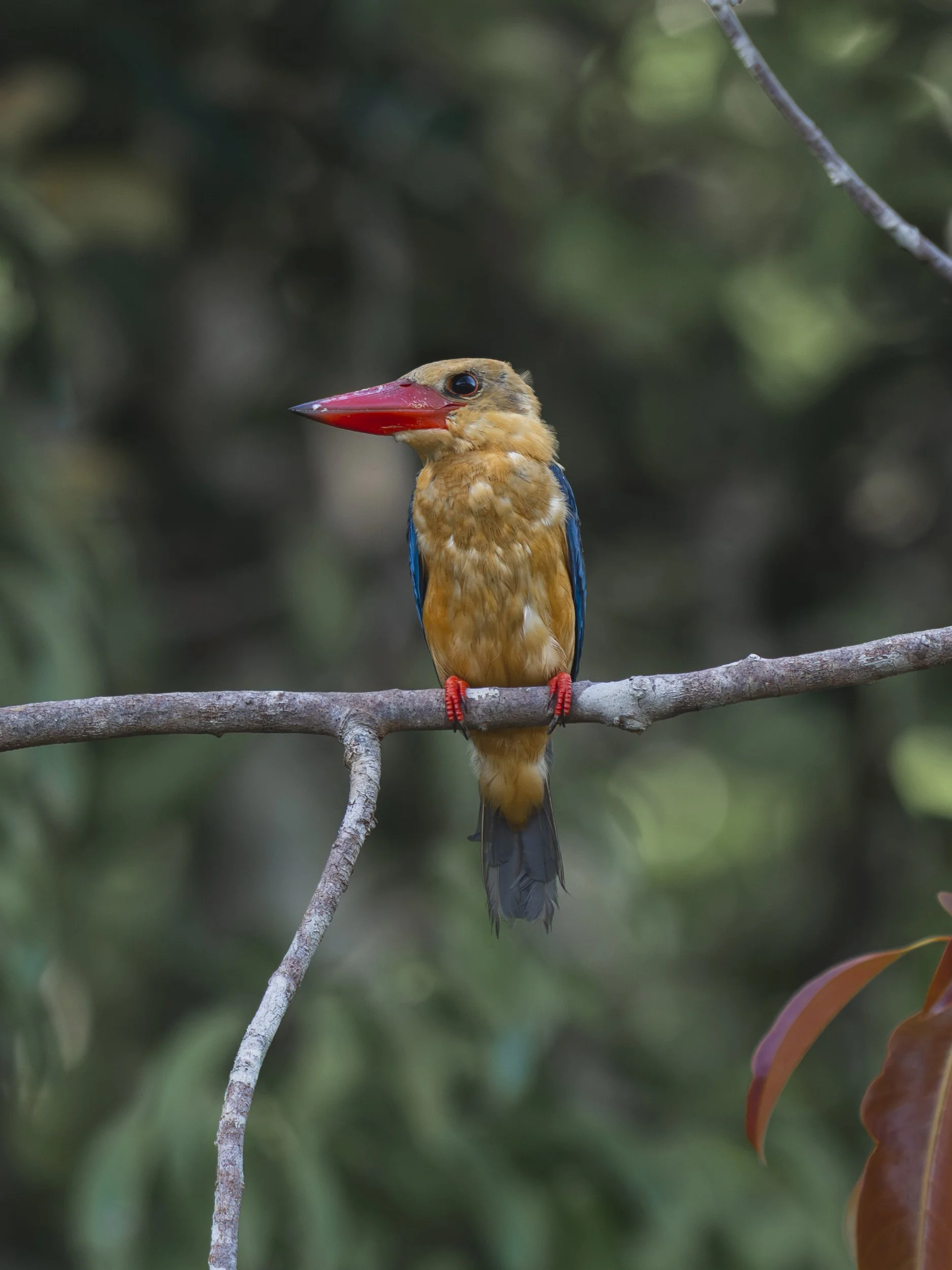 Kingfisher_TanjungPuting_30.06.26_KateNewman_Australian_Wildlife_Photographer_00021.jpg