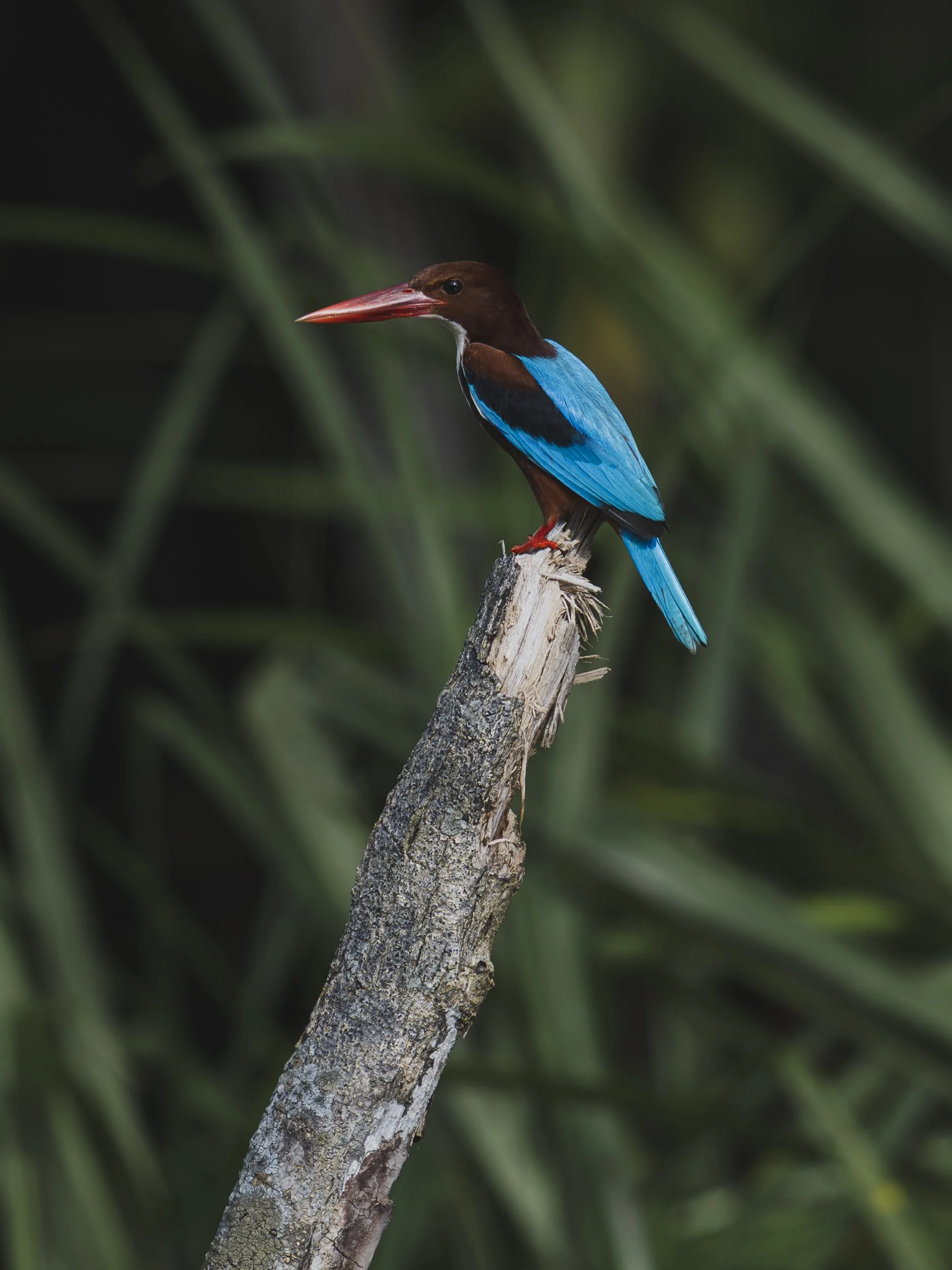 WhiteThroated_Kingfisher_TanjungPuting_01.07.26_KateNewman_Australian_Wildlife_Photographer_00033.jpg