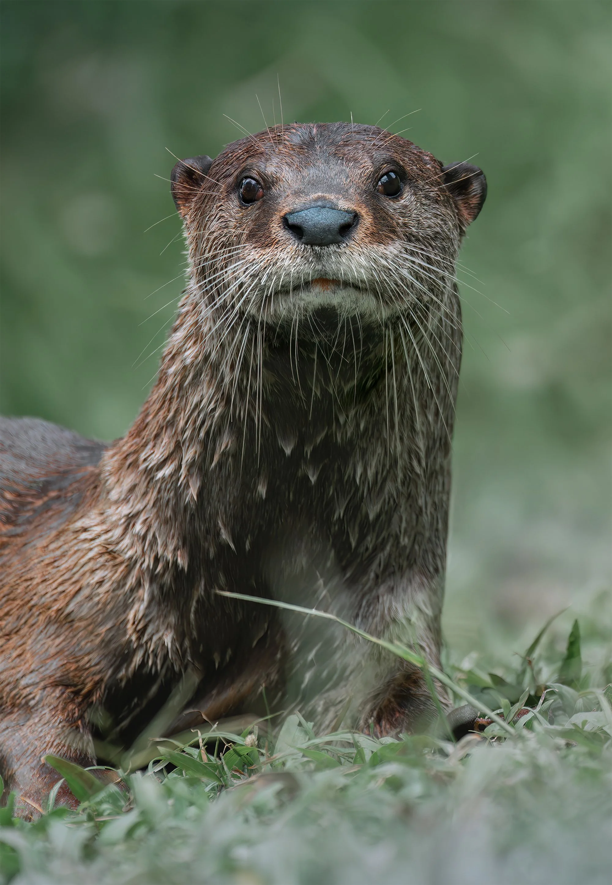 Urban Otter