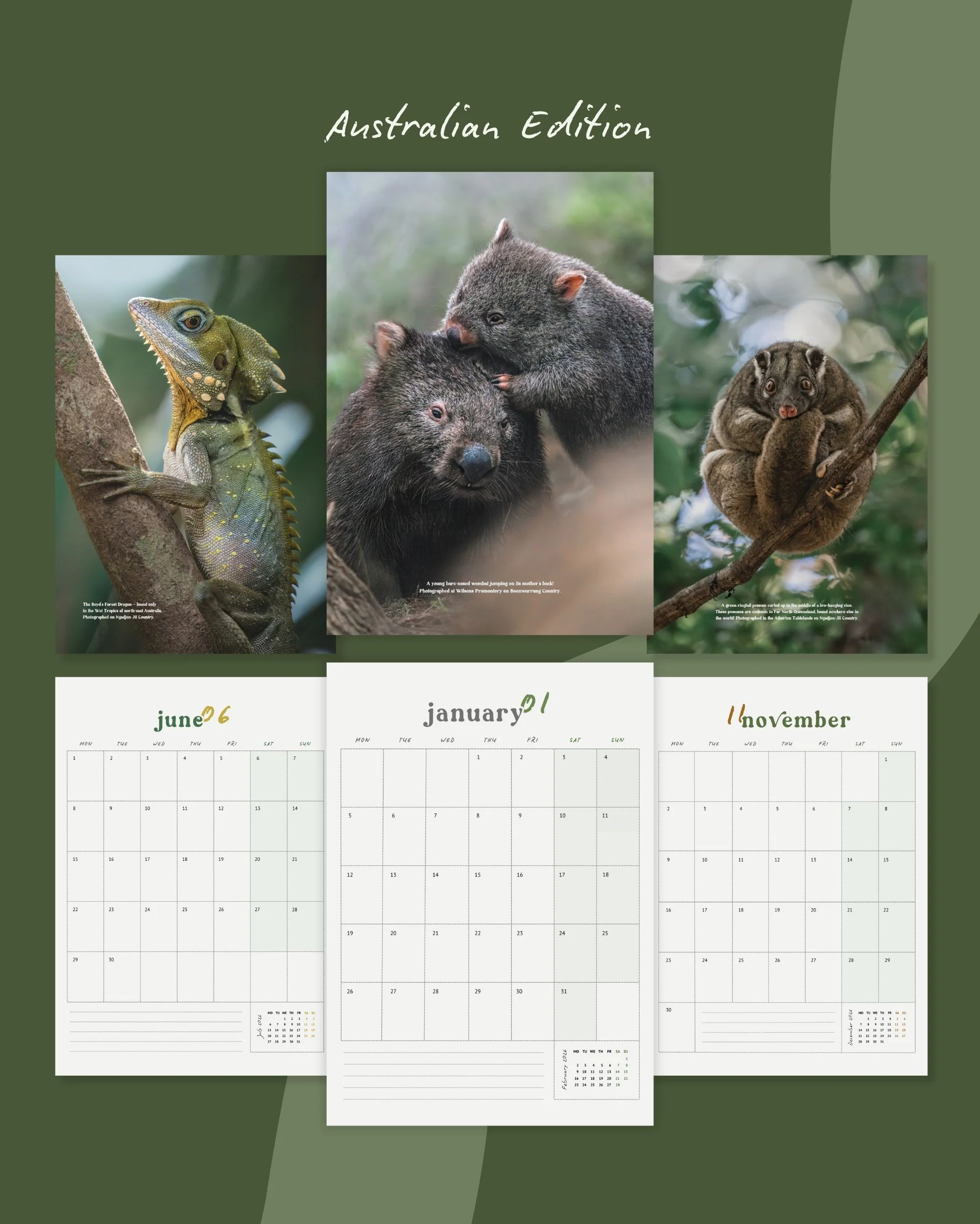 Inside the 2026 Australian Wildlife Photography calendar by Kate Newman Photography