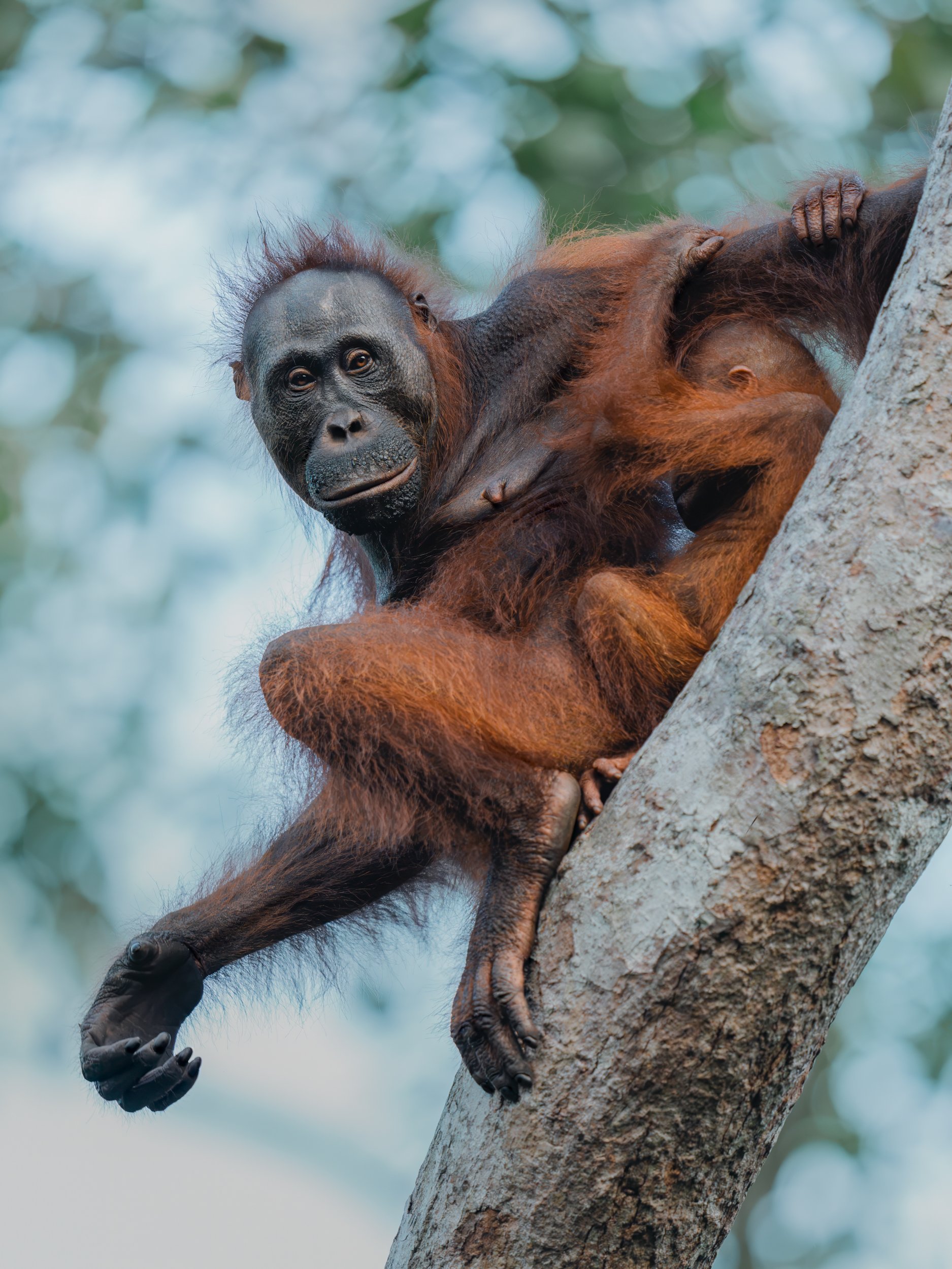Mother and baby orangutan high in a tree