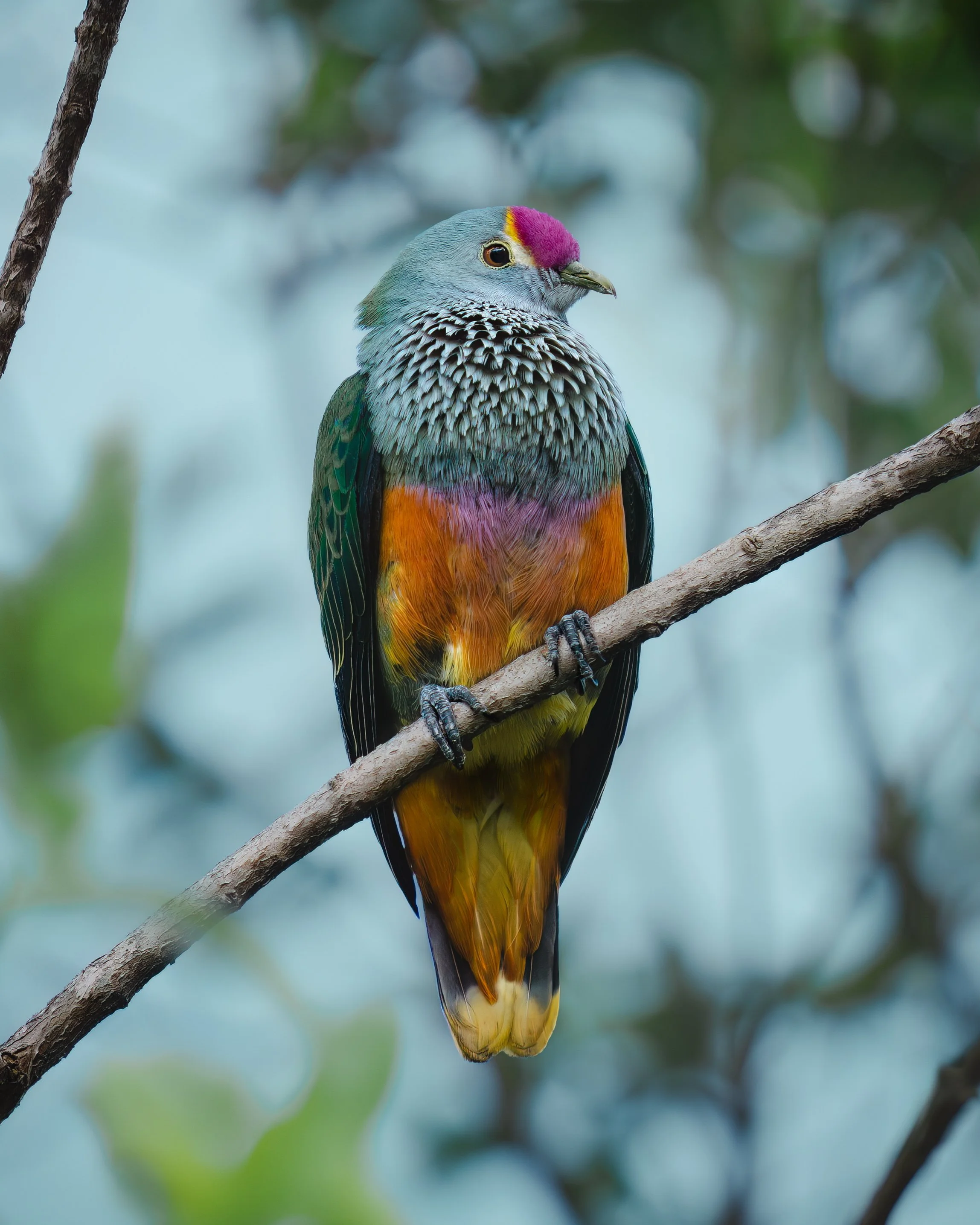 Rose-crowned Fruit Dove ⏤ Cairns, FNQ