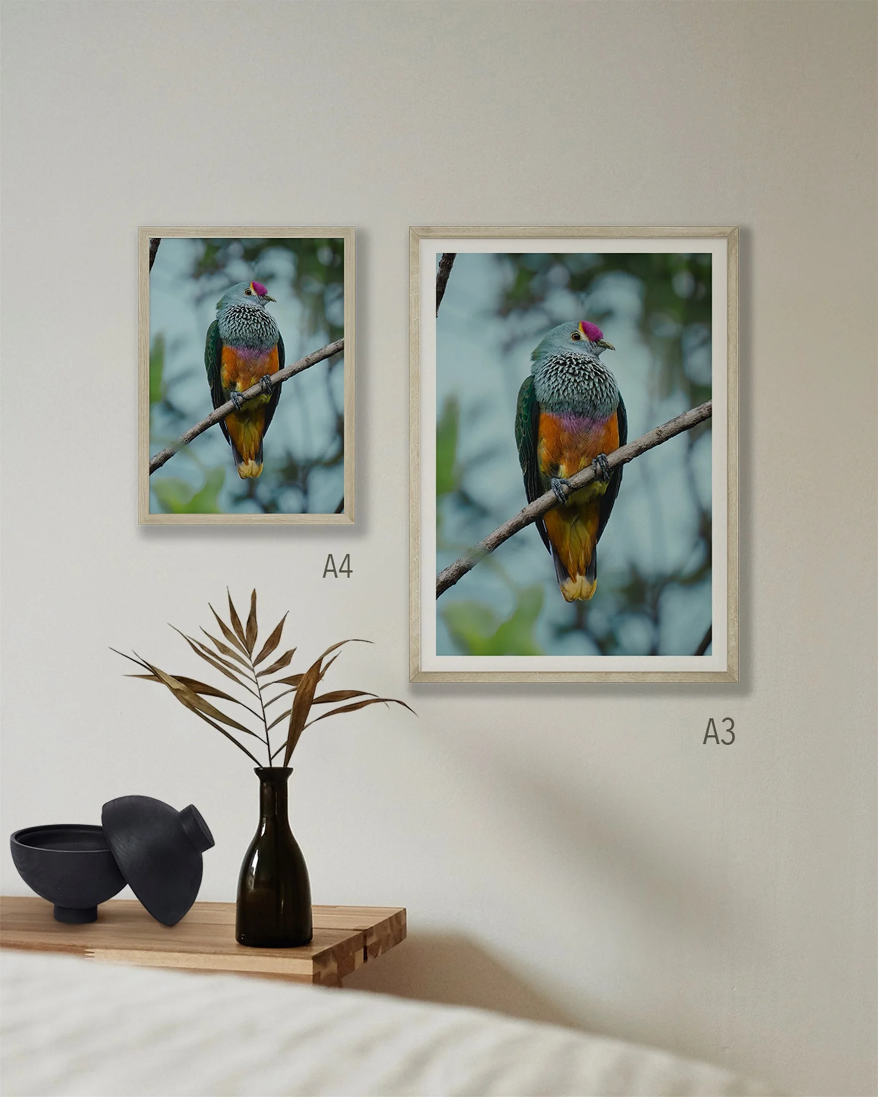 2 images of a rose-crowned fruit dove printed on a wall in sizes A3 and A4