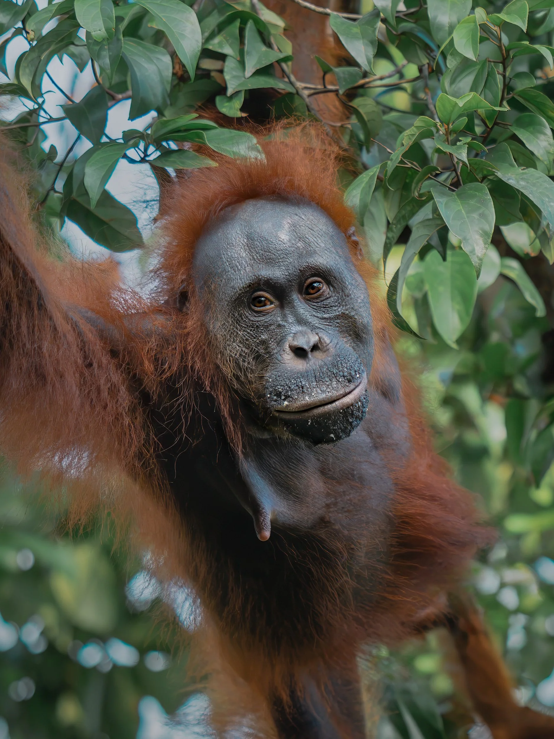 Orangutan_TanjungPuting_29.06.26_KateNewman_Australian_Wildlife_Photographer_01111.jpg