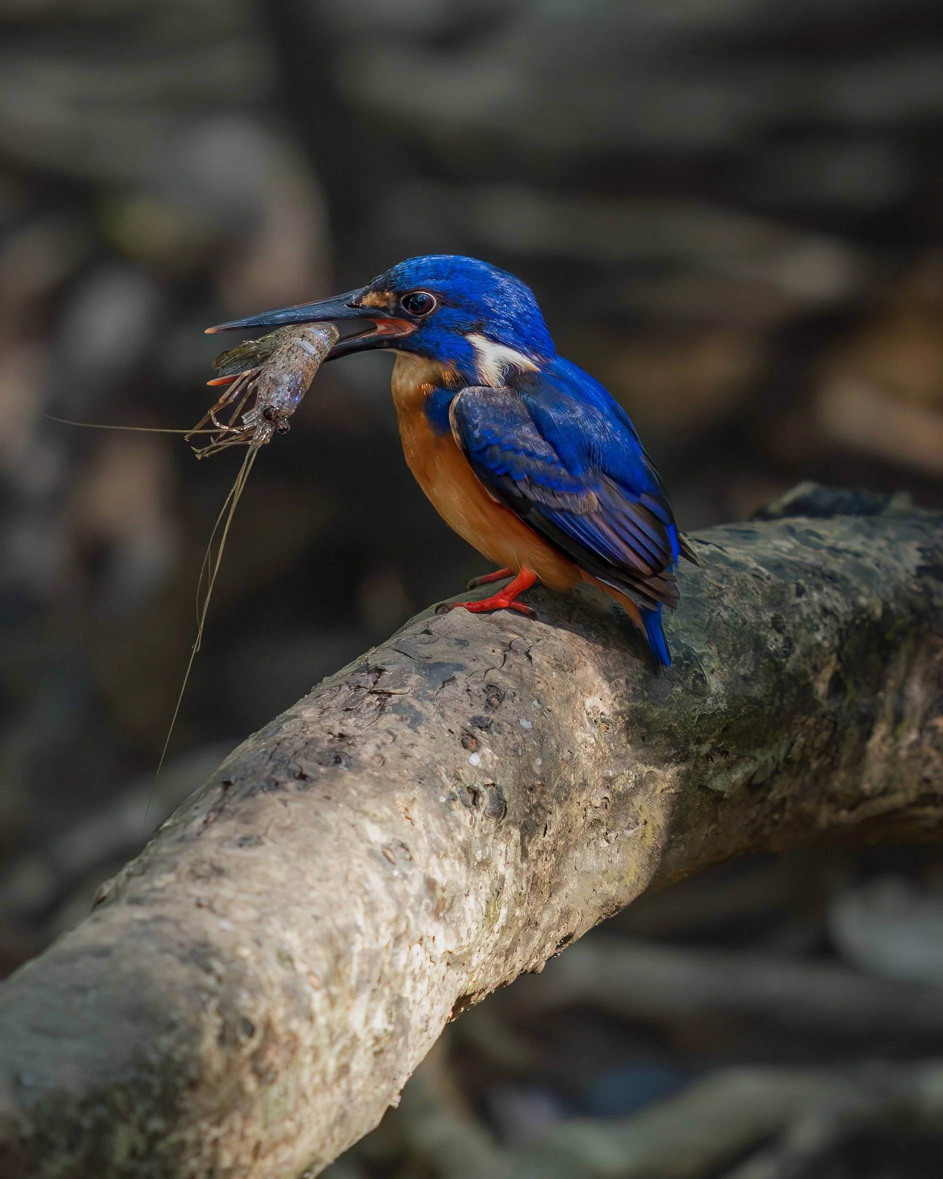 Azure Kingfisher ⏤ Daintree Rainforest