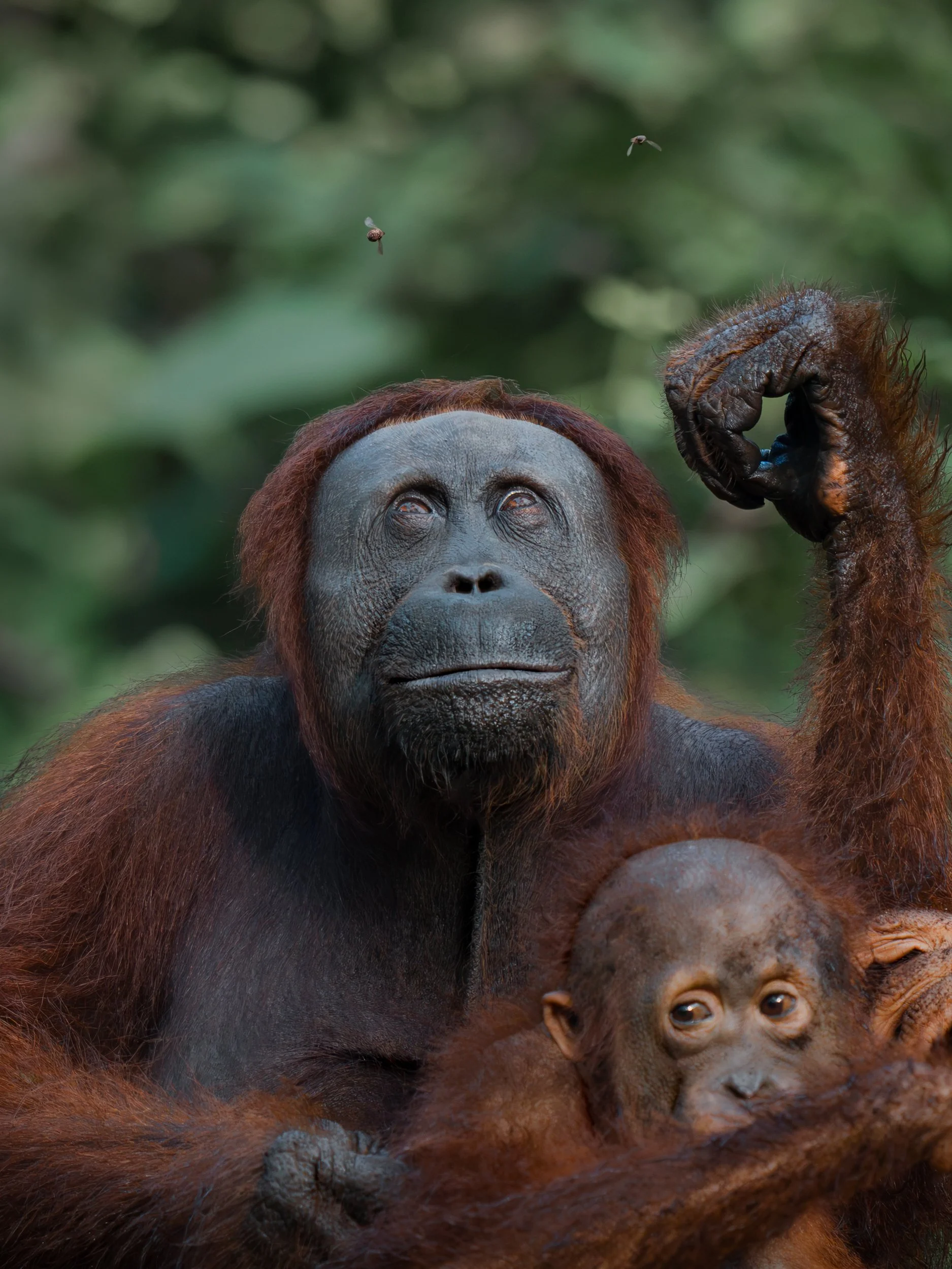 Orangutan_TanjungPuting_29.06.26_KateNewman_Australian_Wildlife_Photographer_00625.jpg