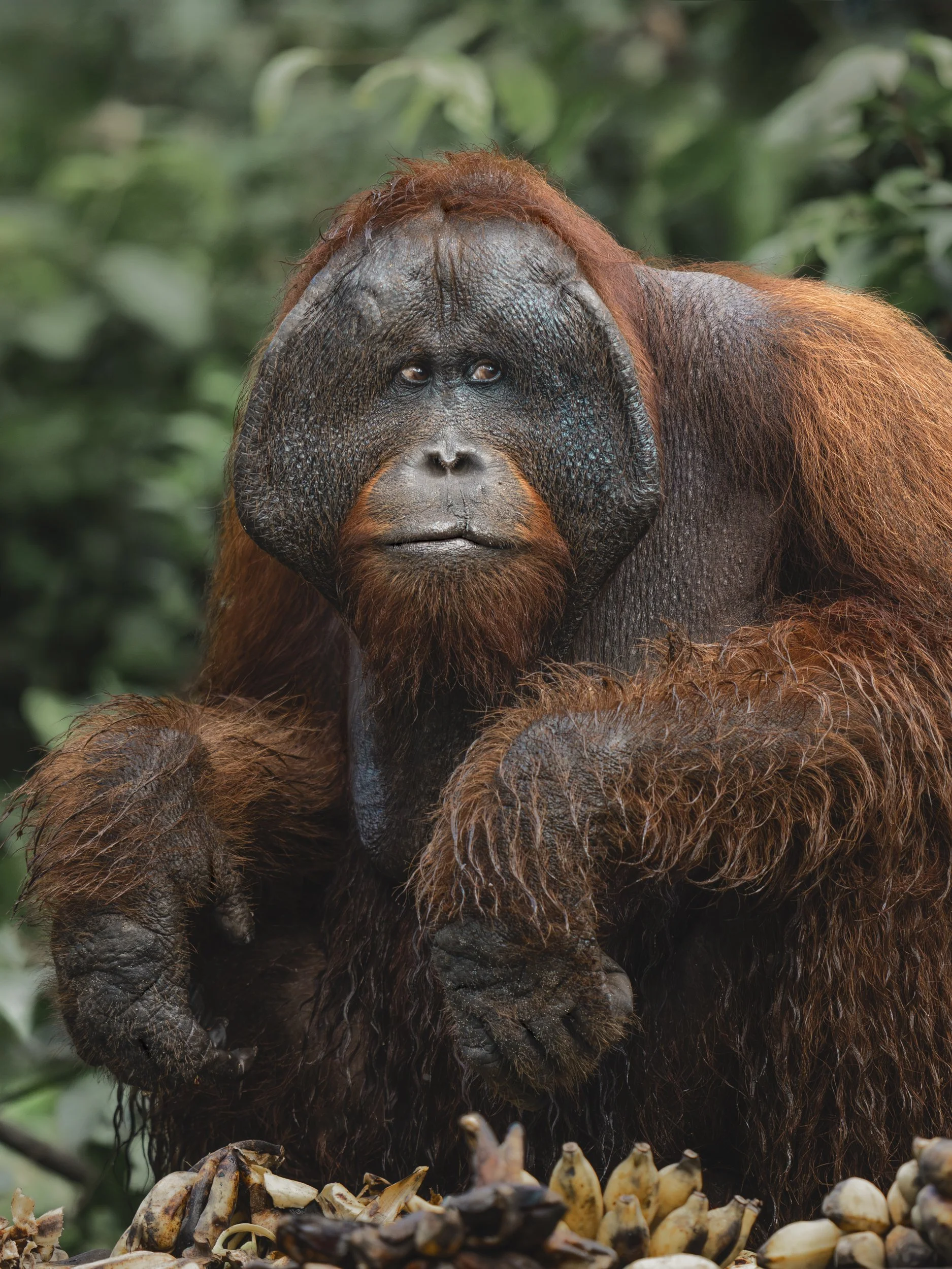 Male orangutan sitting amongst a pile of bananas