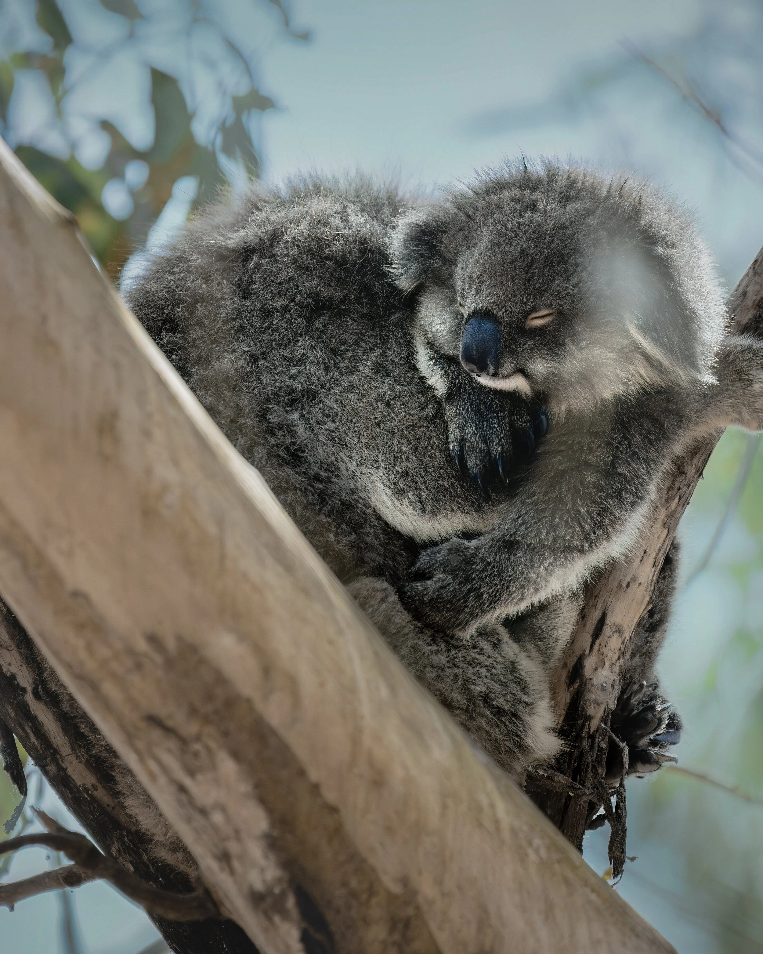 Melbourne Wildlife Photography Workshop — Kate Newman