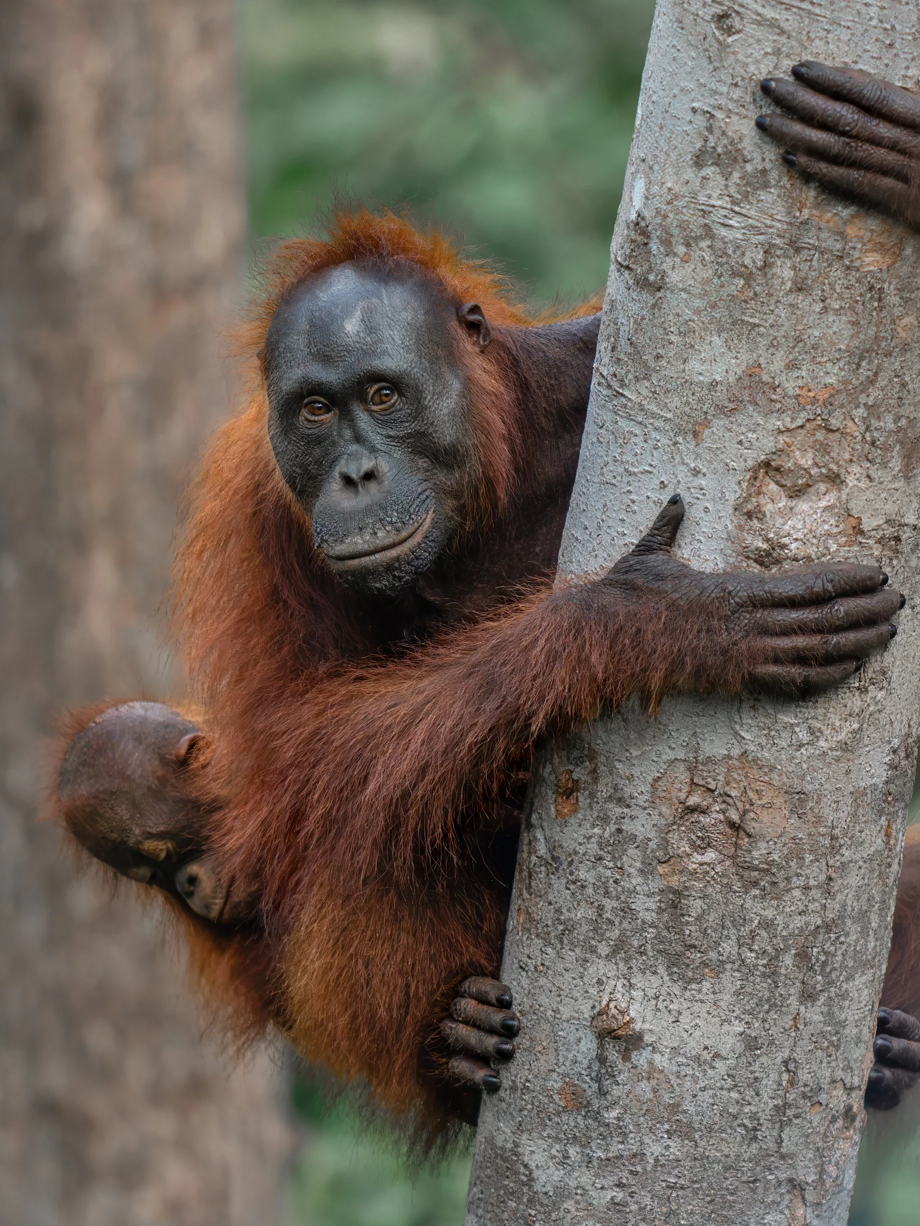 Orangutan_TanjungPuting_29.06.26_KateNewman_Australian_Wildlife_Photographer_00375.jpg