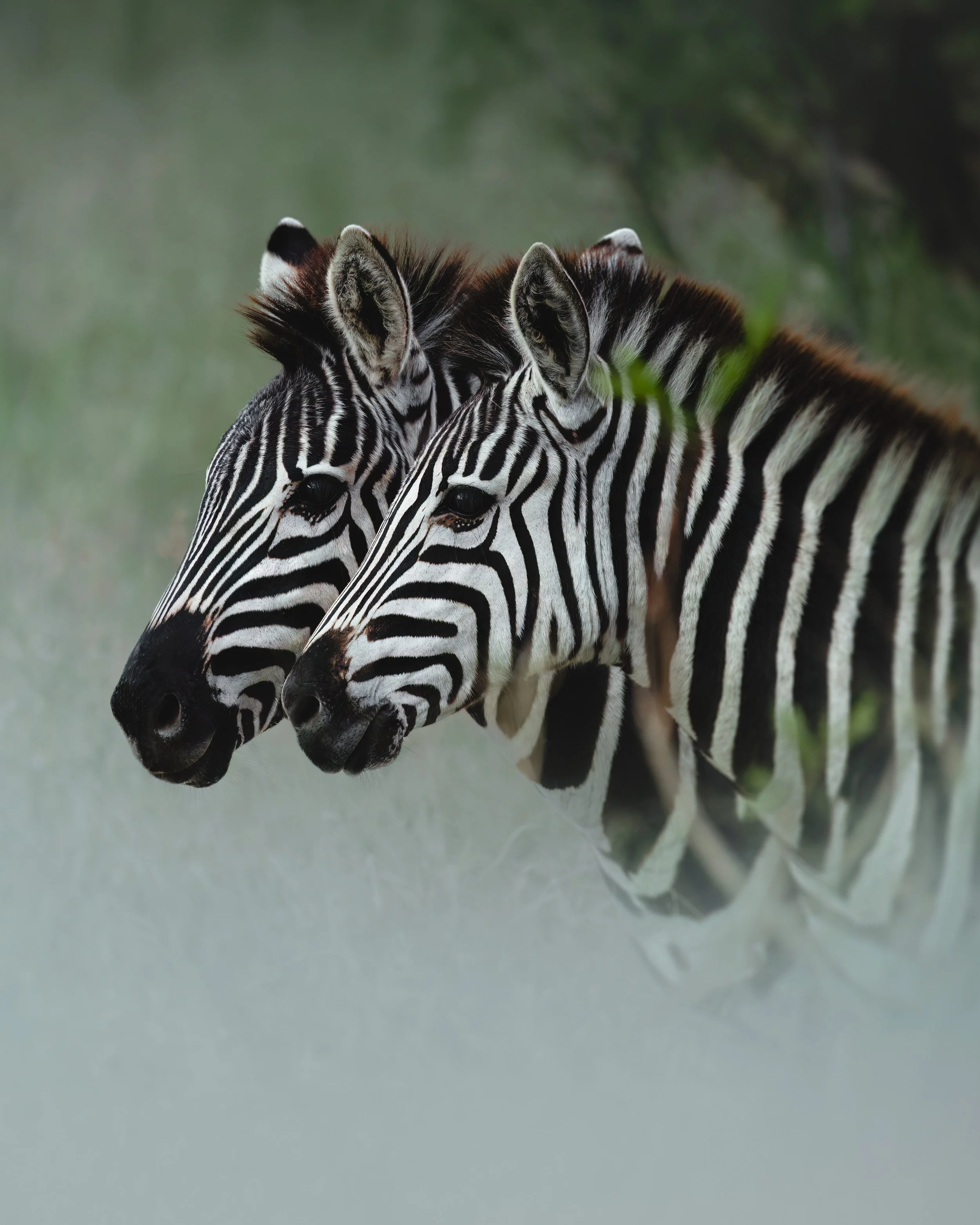 Zebra_Twins_02.08.22_Kate_Newman_Wildilfe_Photography.JPG