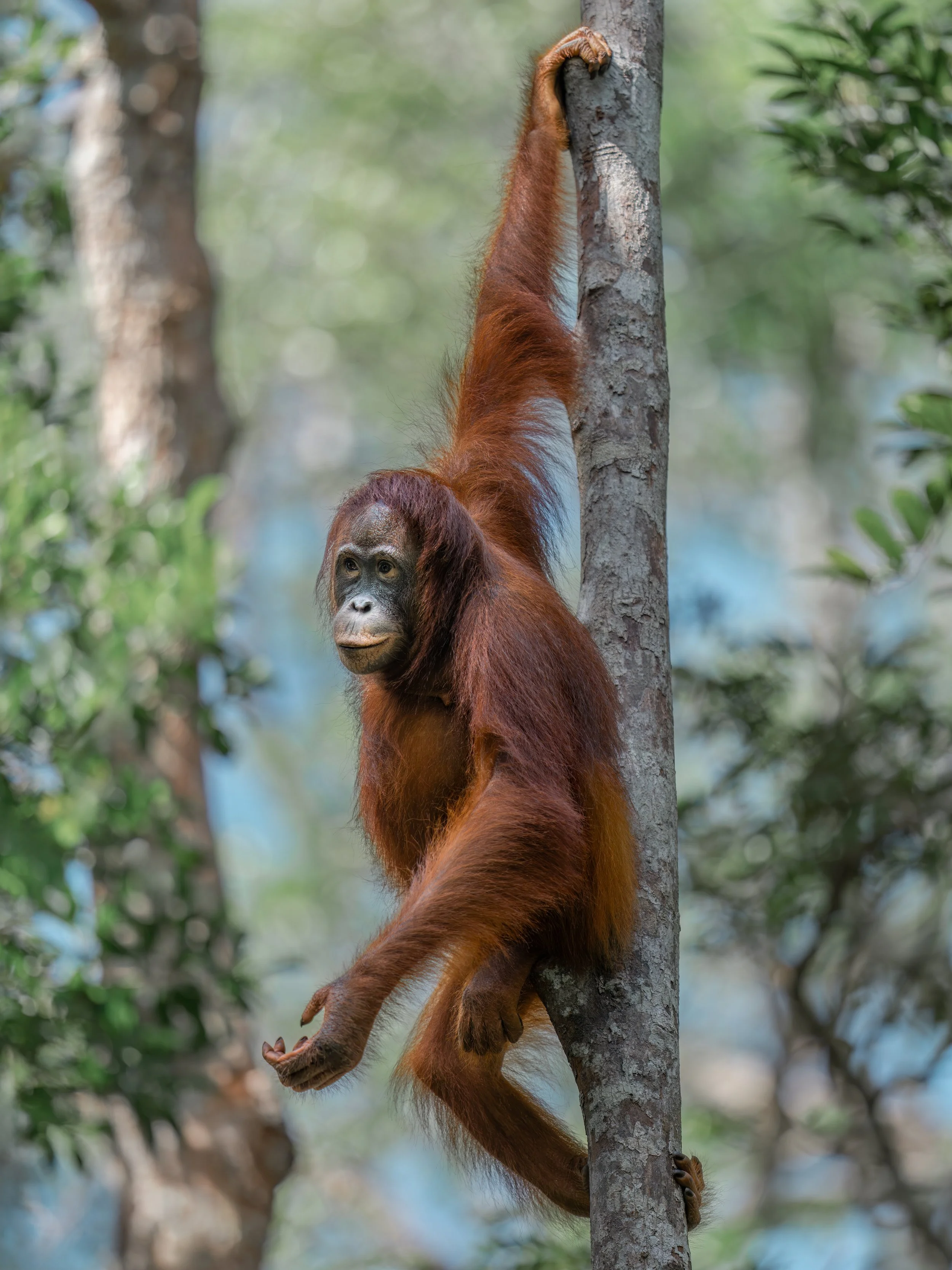 orangutan hanging by a tree trunk by one hand