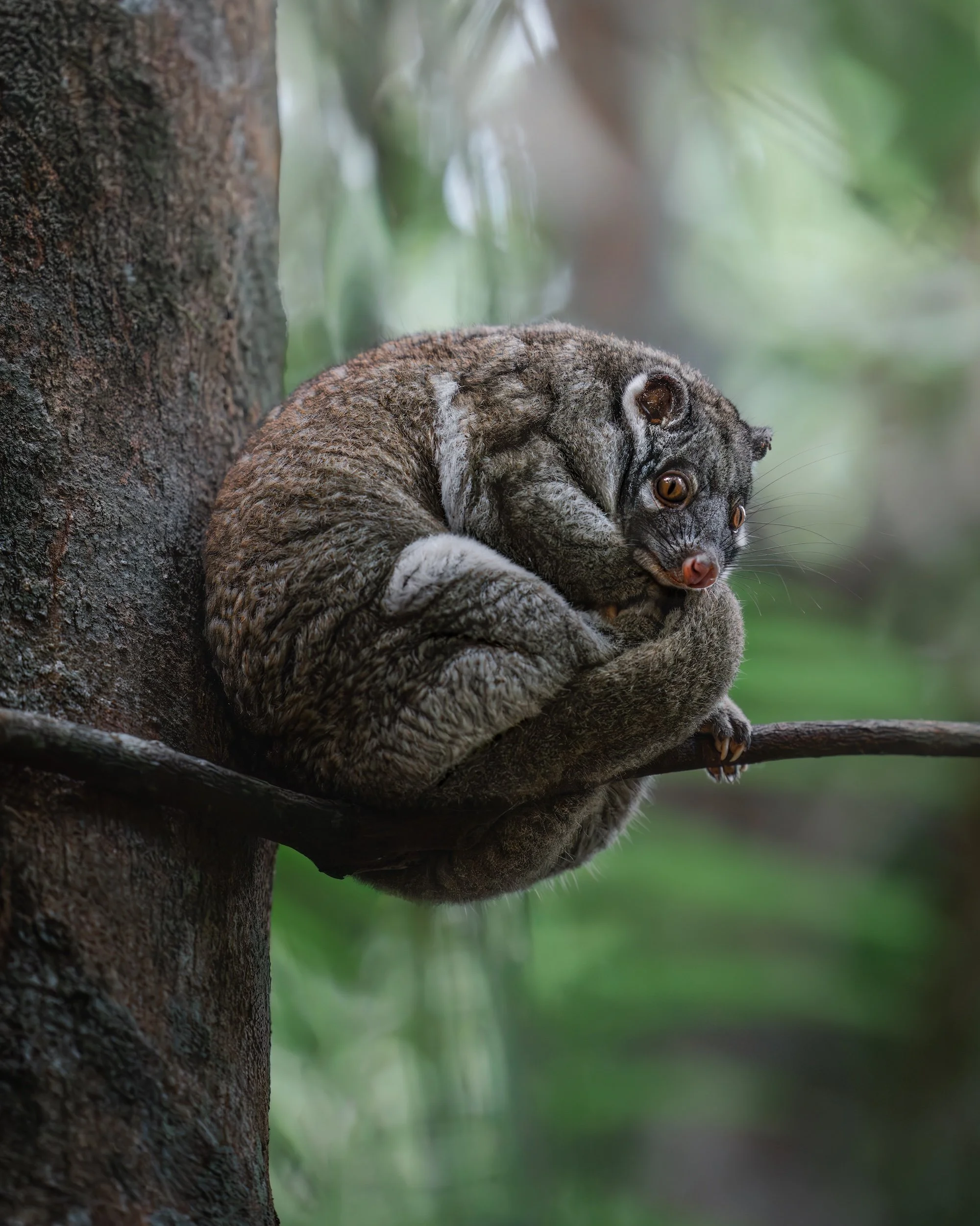 GreenRingtail_Possum_2.09.25_KateNewman_Australian_Wildlife_Photographer_00166.jpg