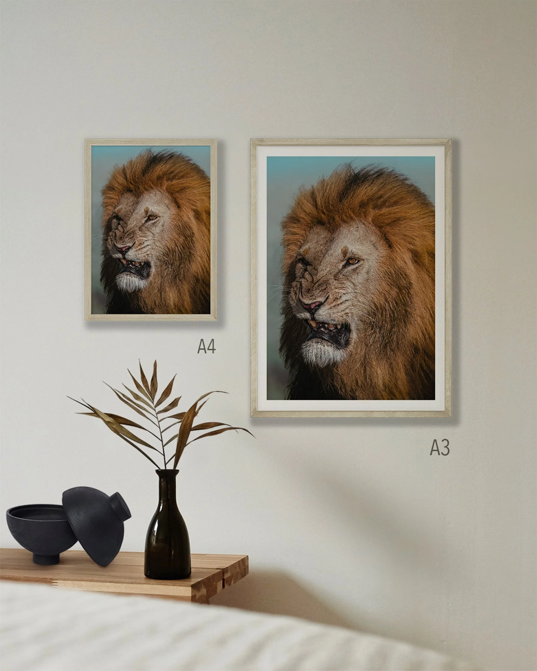 2 fine-art prints of a male lion on a wall in sizes A4 and A3