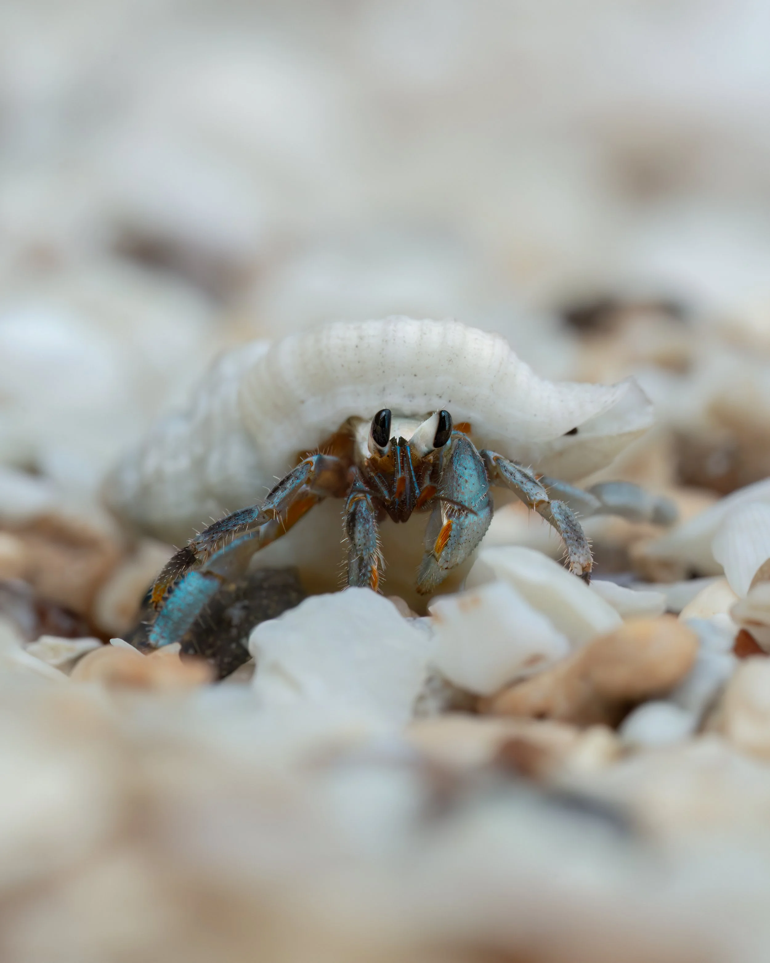 Hermit Crab ⏤ Rarotonga, Cook Islands