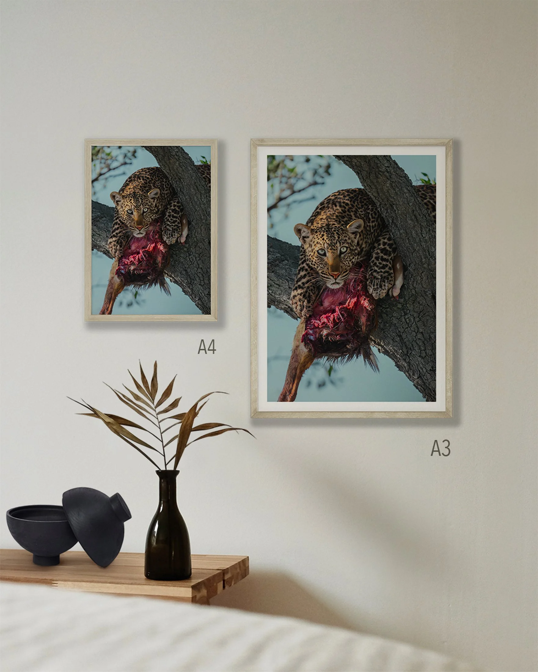 2 prints in sizes A4 and A3 of a leopard hanging over a tree branch with its kill