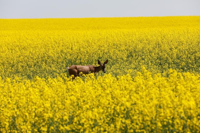 Canada’s Canola Oil Shortage