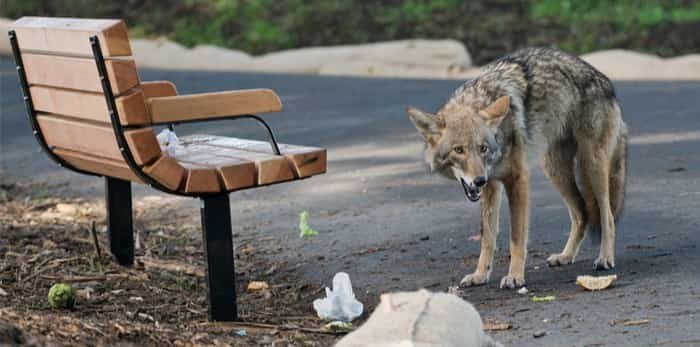 Coyote Encounters in Vancouver