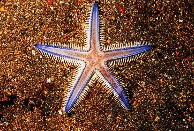 Sea Star Arms: An Exciting New Revelation