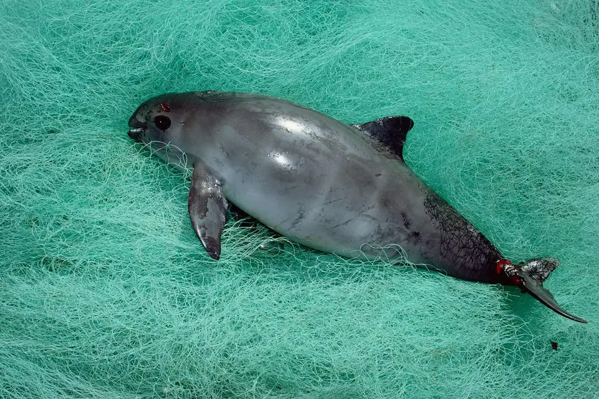 Vaquita Porpoises in Danger of Extinction
