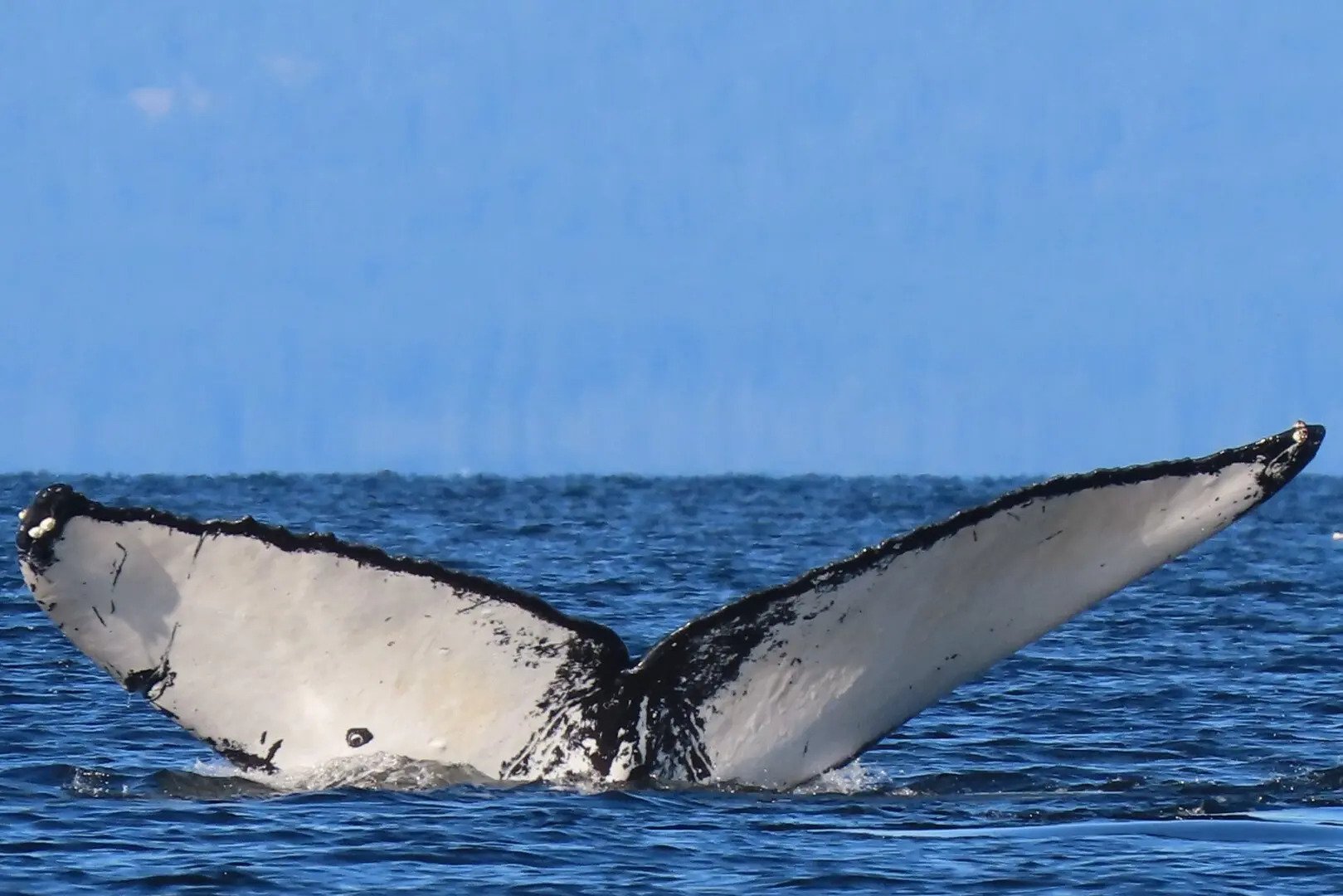 Whale Death Toll Rises in Canada After Three Whales Died From Boat Strikes