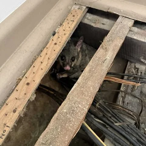 This surprise guest was definately a 'surpise'. While carrying out works, the team discovered a very cosy (and very cute) possum hanging out in the floor space. Don&rsquo;t worry &mdash; our furry friend was safely relocated, and the job carried on a