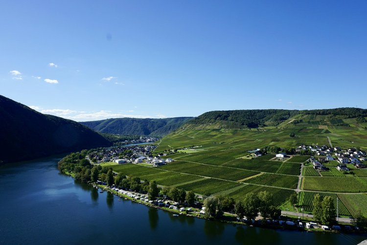 Vineyard rows beside a lake, viewed from a hillside