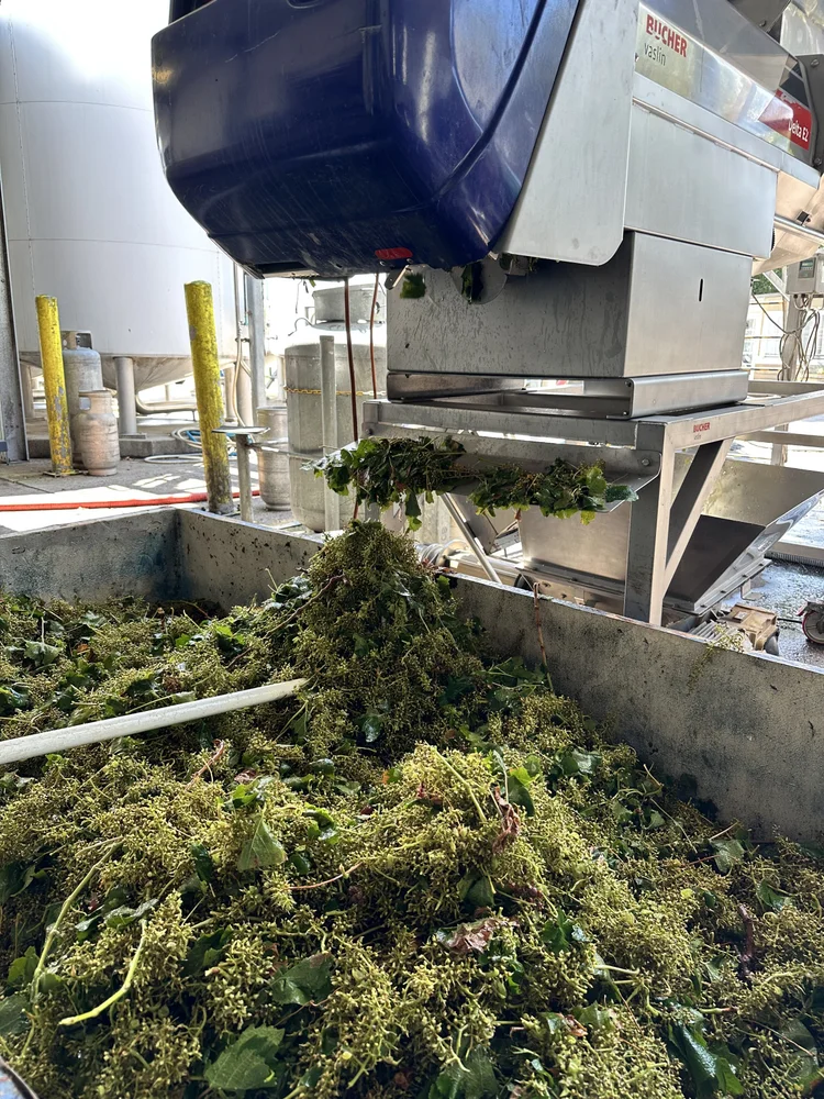 Grapes passing through winemaking equipment