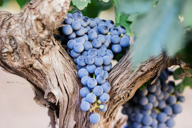 A bunch of dark grapes growing on a vine