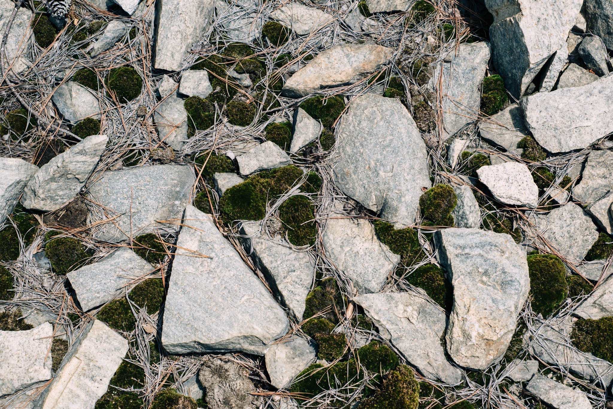 Close-up of a rocky ground with gray stones, dry twigs, and patches of green moss.