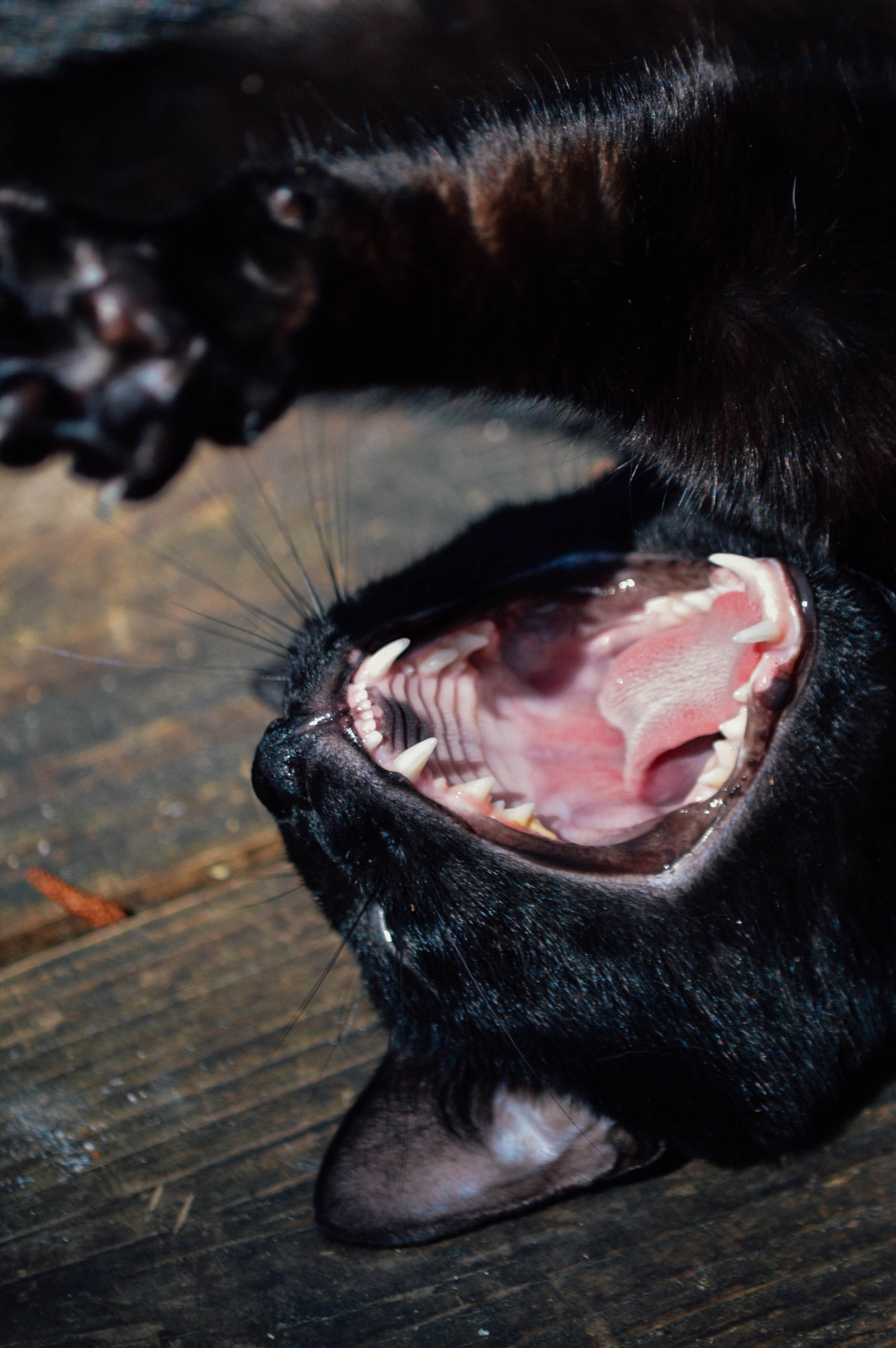 Black dog lying on wooden floor, yawning with mouth wide open, showing teeth and pink tongue.