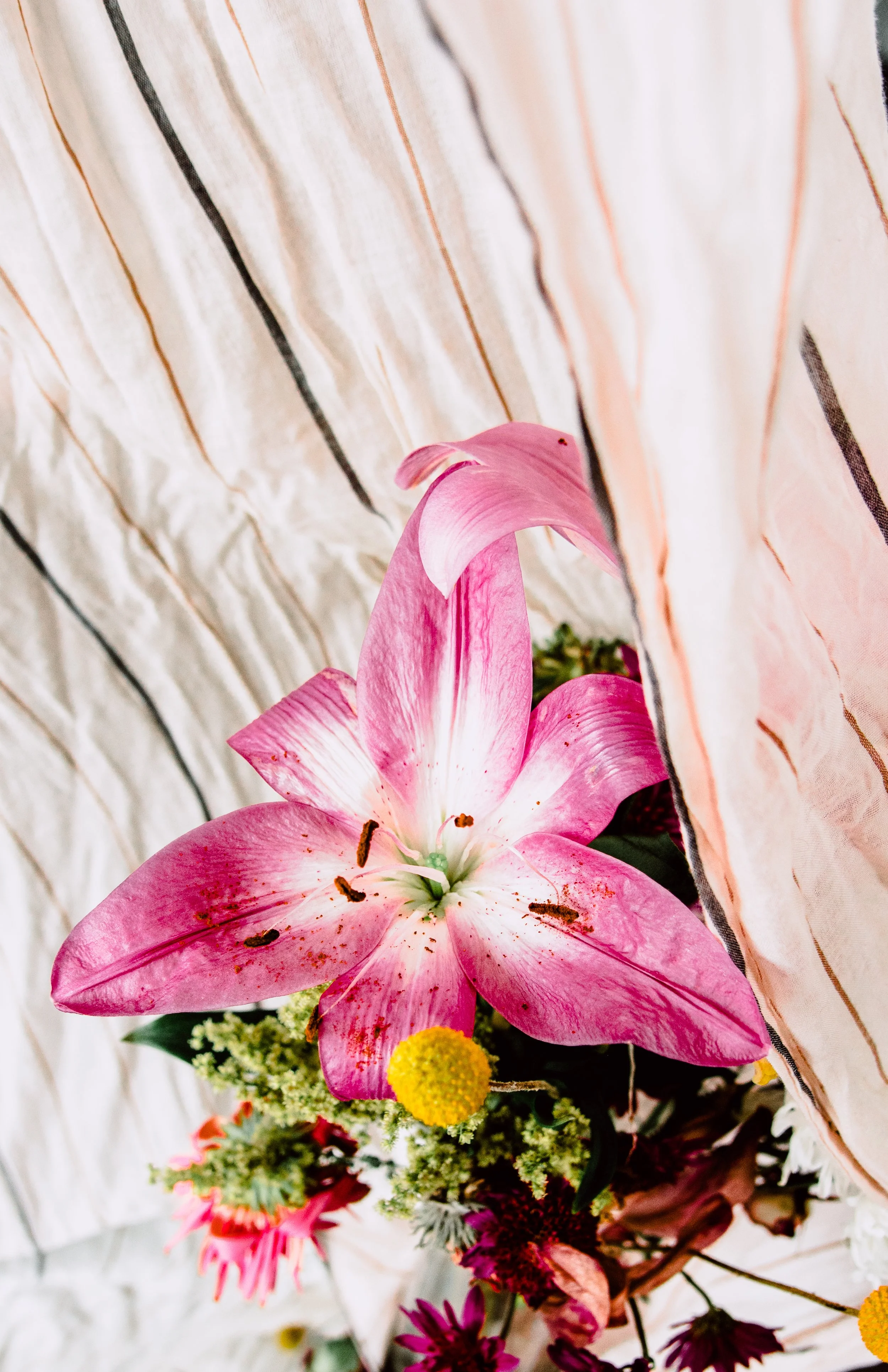 Pink lily flower with white and darker pink petals surrounded by various colorful flowers, partially hidden behind a curtain.