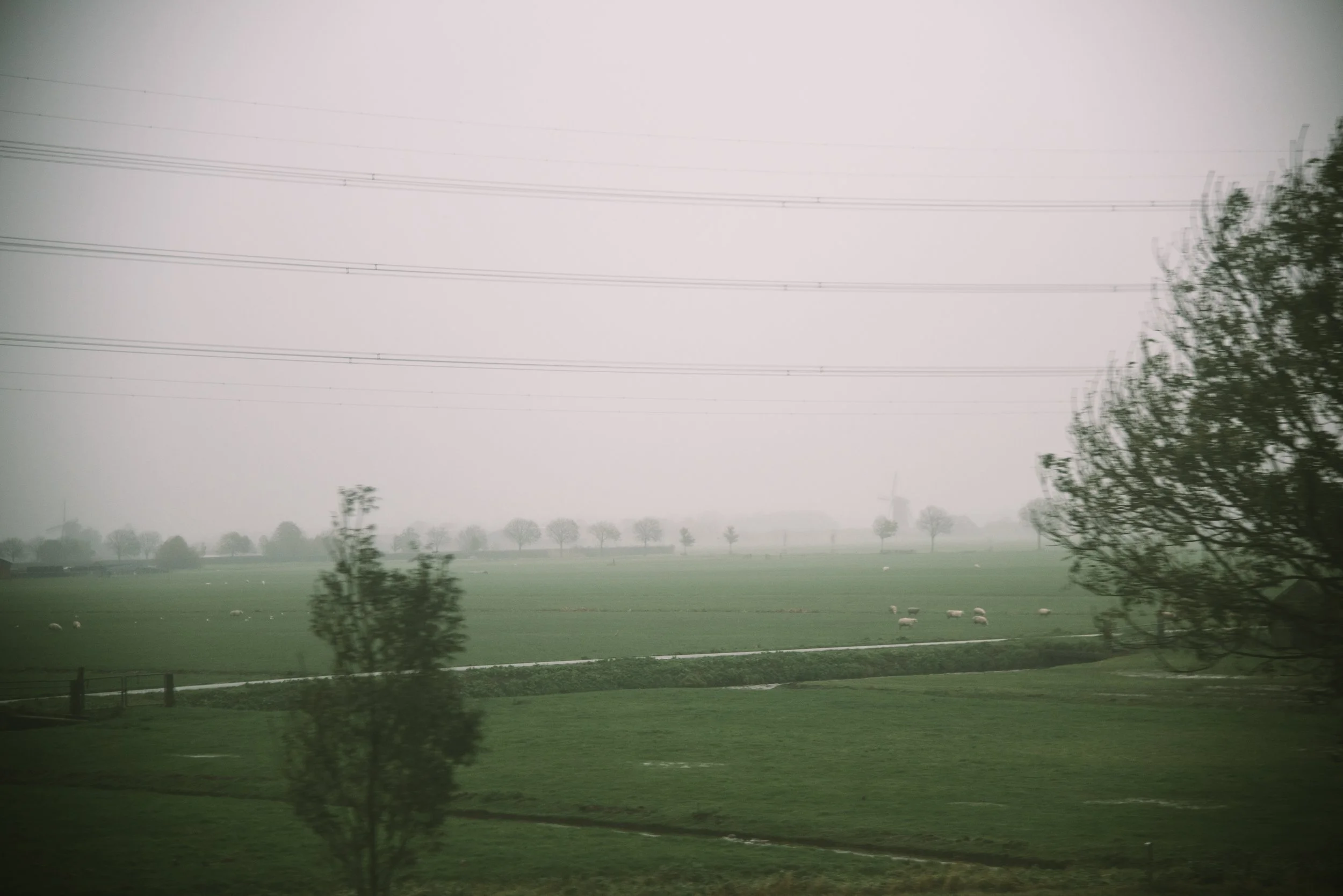 A foggy, rural landscape with green fields, scattered trees, and a flock of sheep grazing, with power lines overhead.