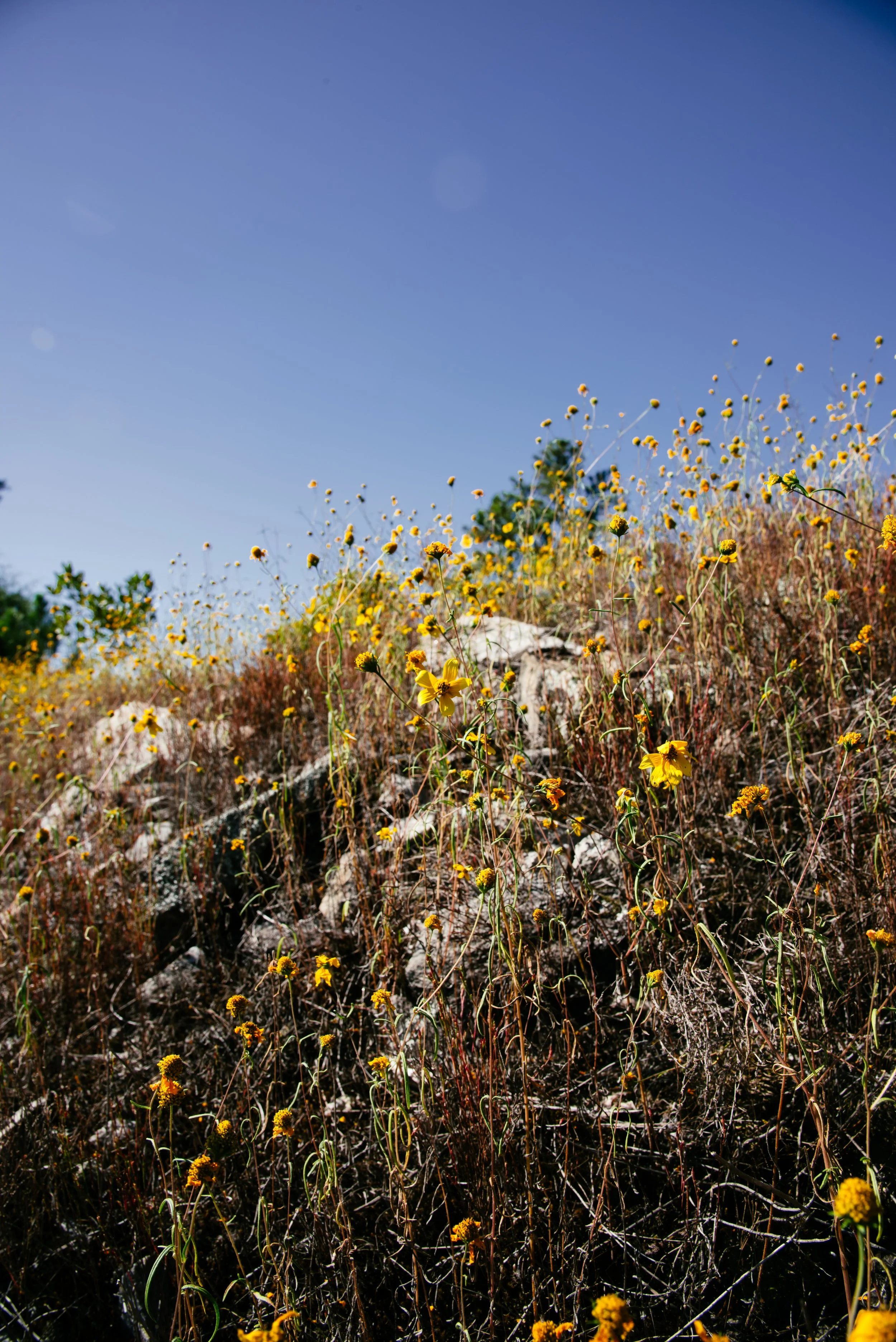 A hillside covered with yellow wildflowers under a clear blue sky.